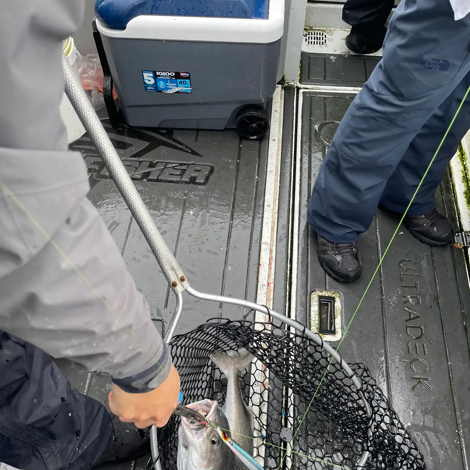 The most recent Pacific tomcod catches on Fishbrain