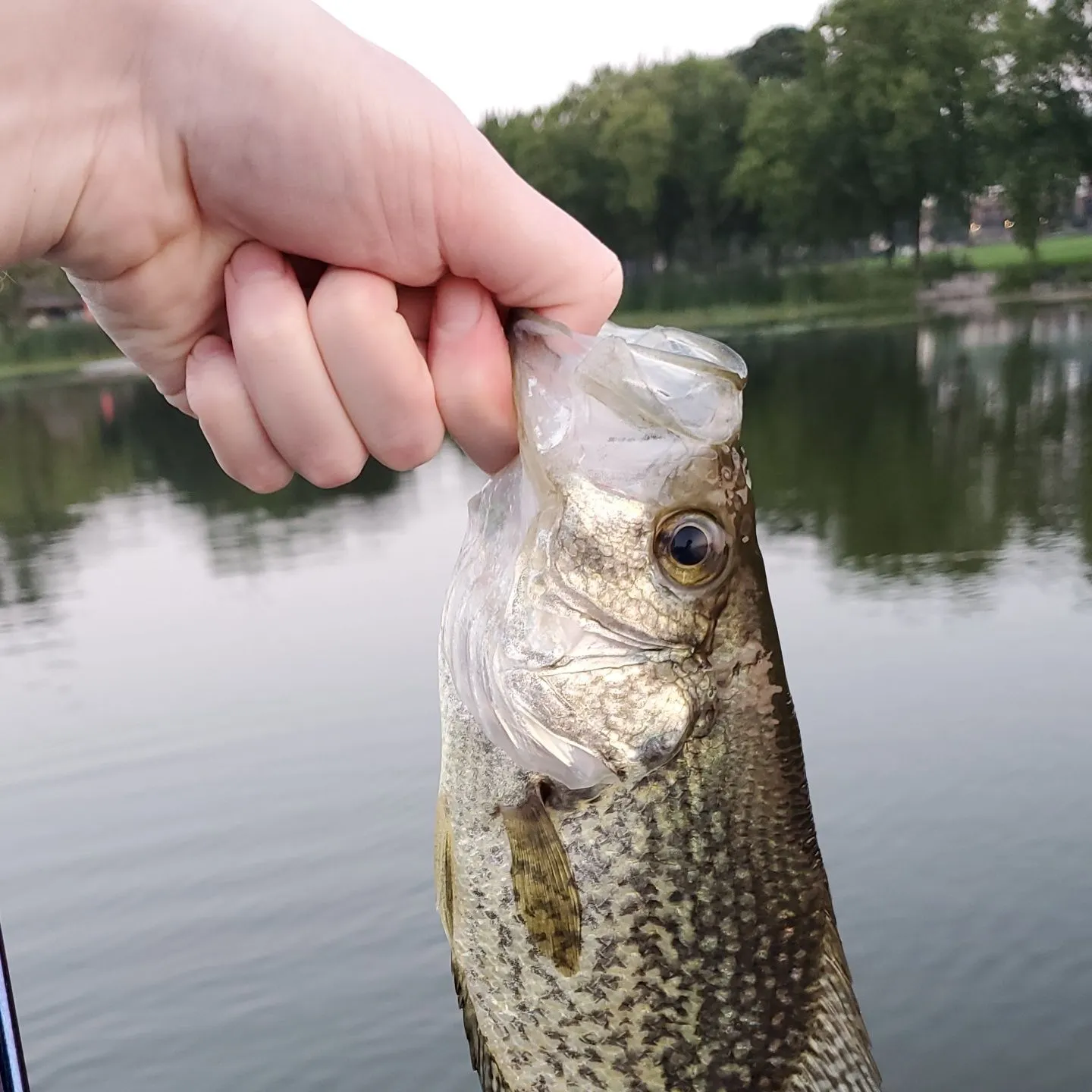 Black crappie caught on Fishbrain