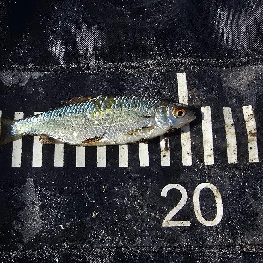 Common roach caught on Fishbrain