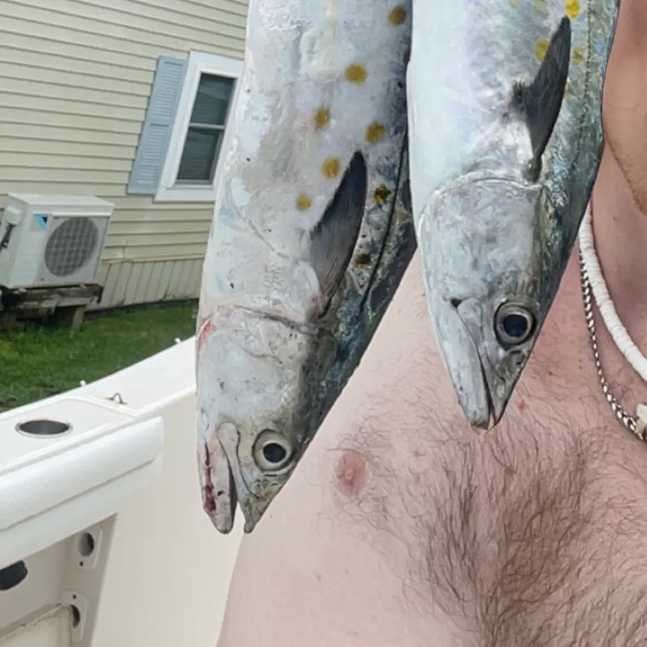 Spanish mackerel caught on Fishbrain