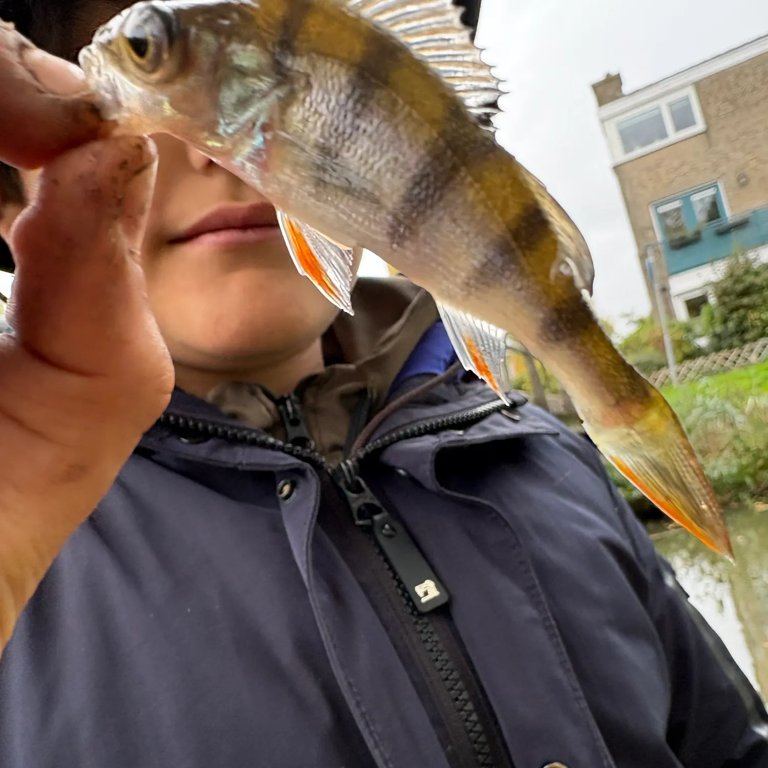 European perch caught on Fishbrain