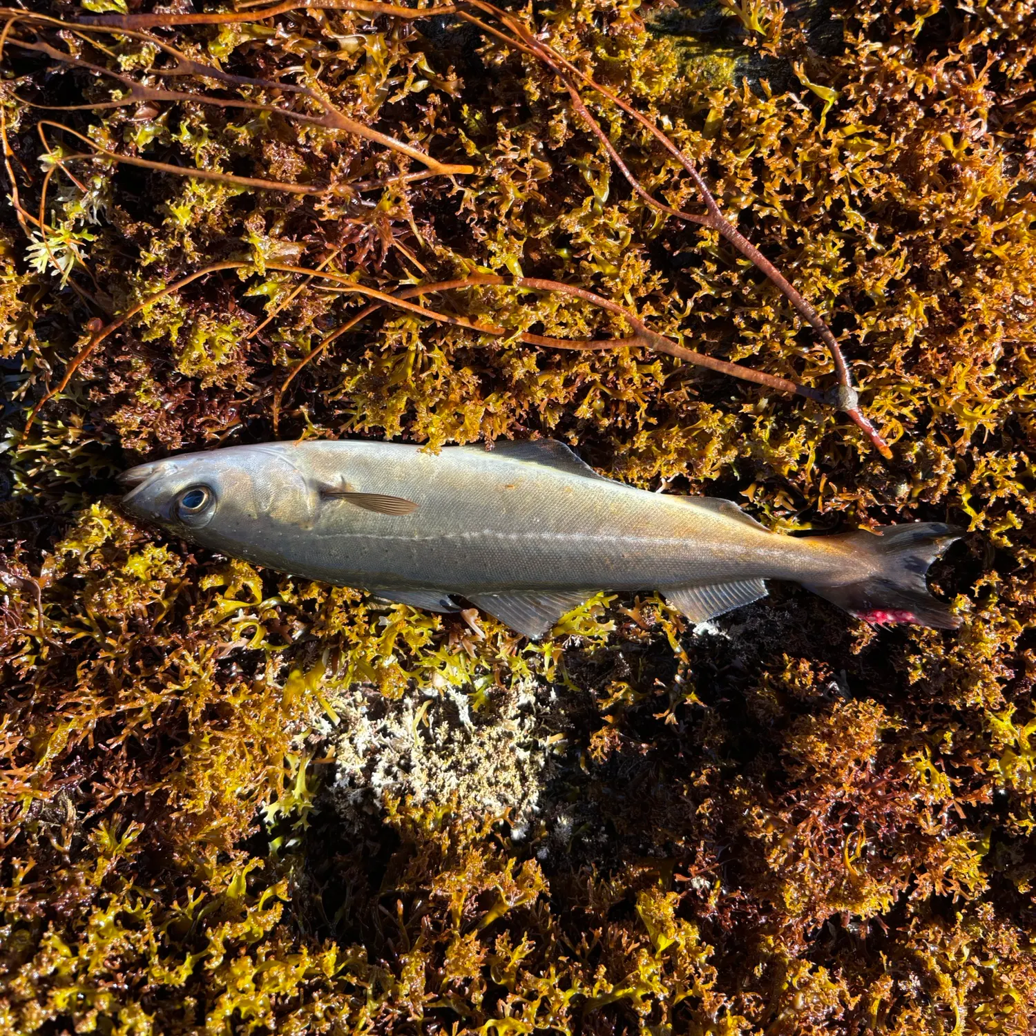 Atlantic pollock caught on Fishbrain