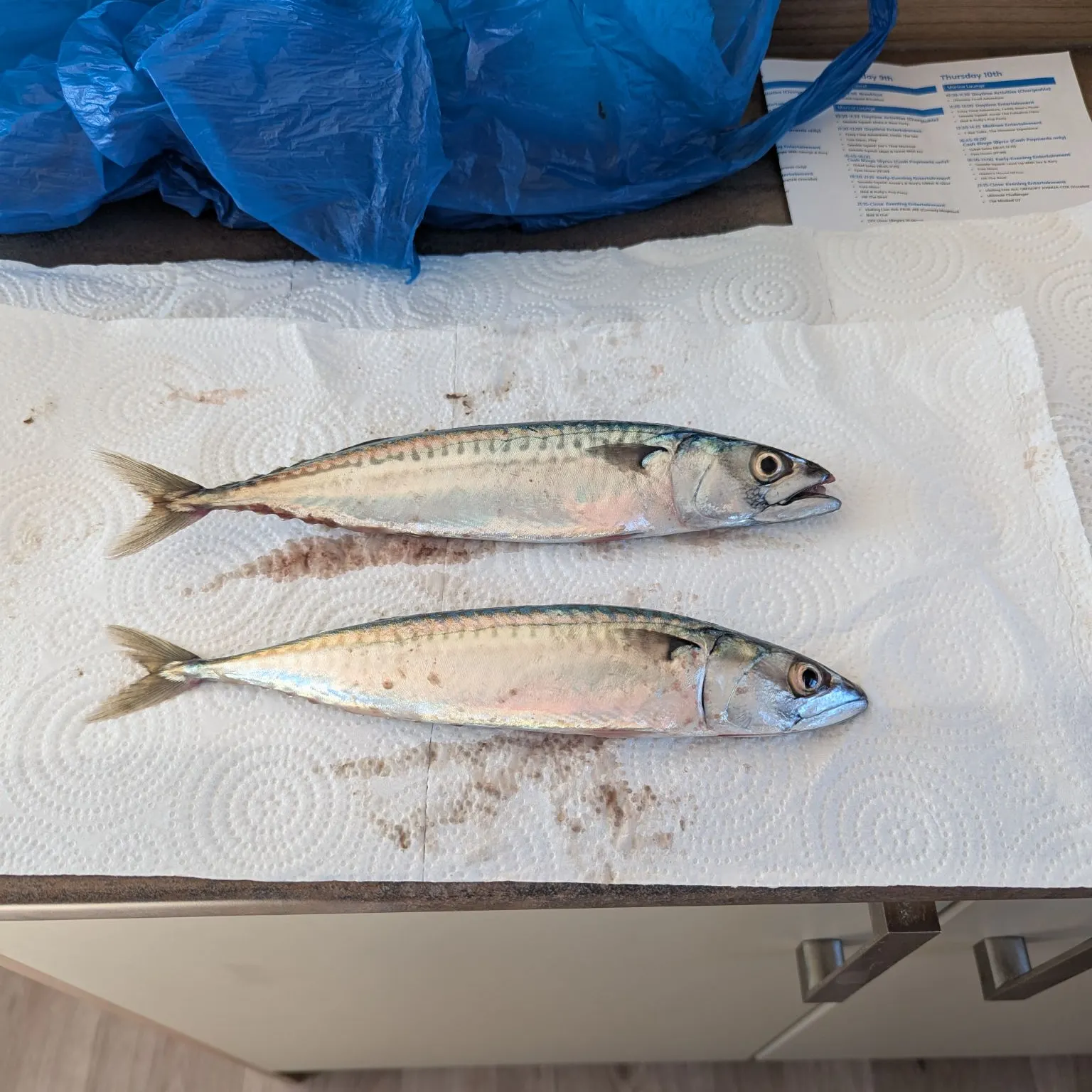 recently logged catches