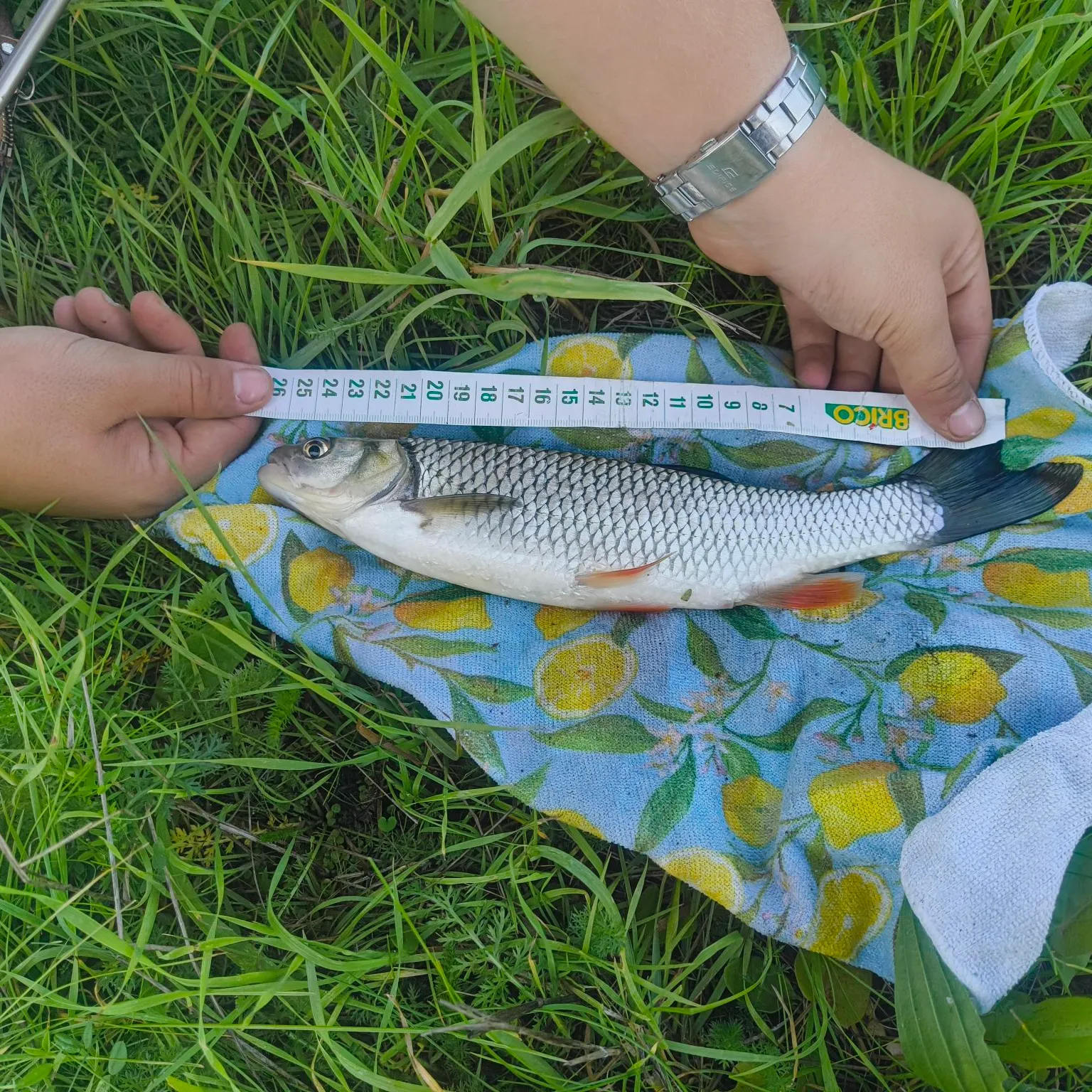 European chub caught on Fishbrain