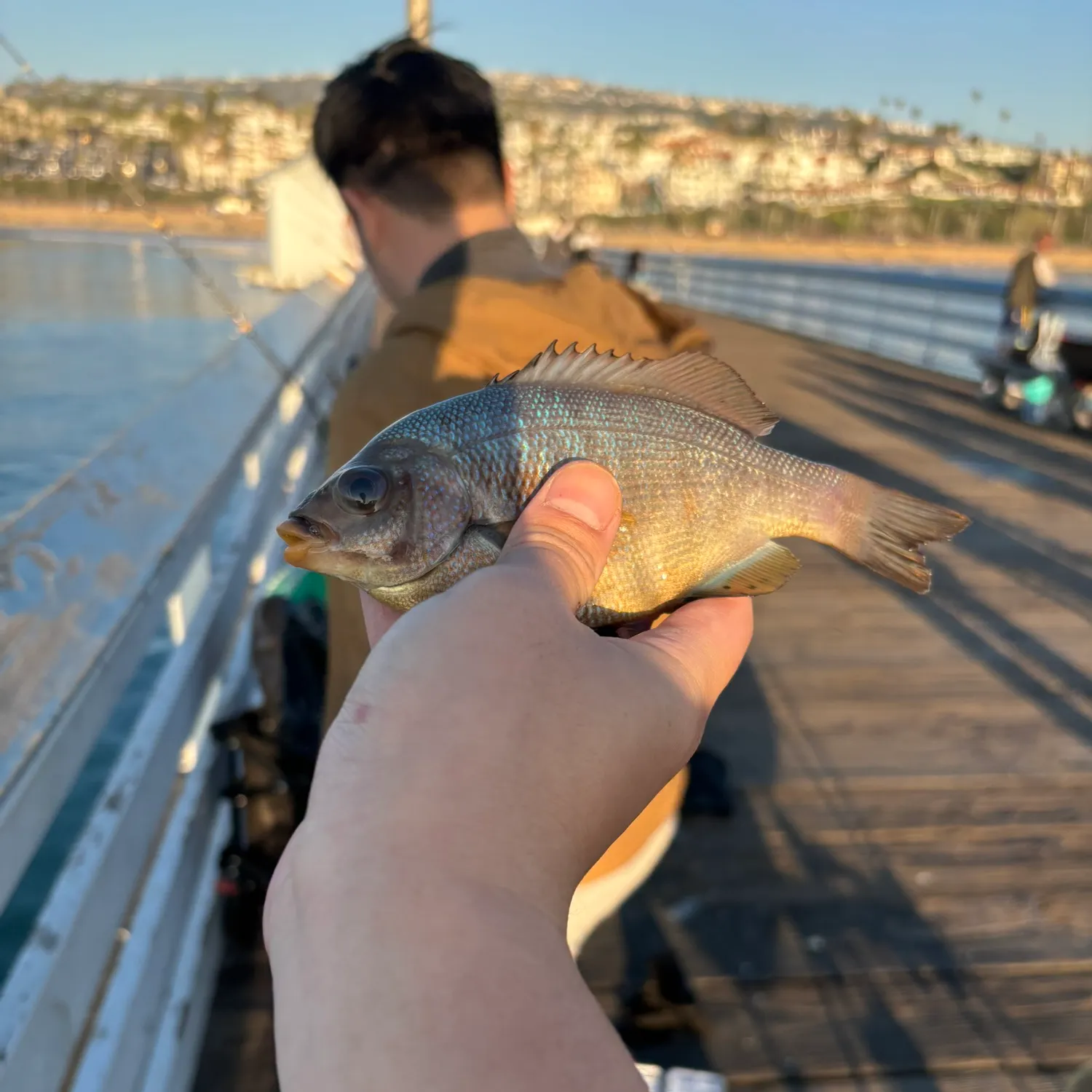 The most recent Walleye surfperch catches on Fishbrain
