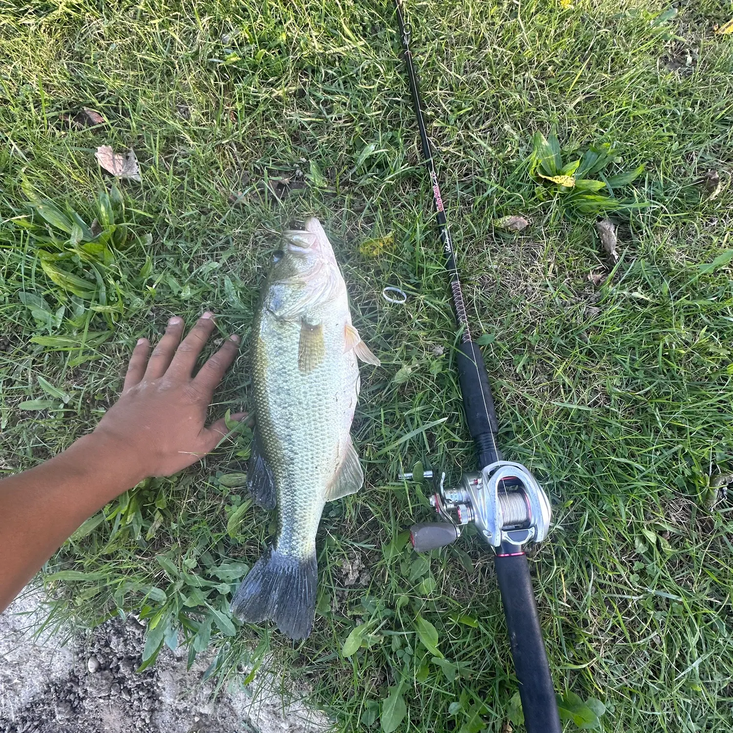 Largemouth bass caught on Fishbrain