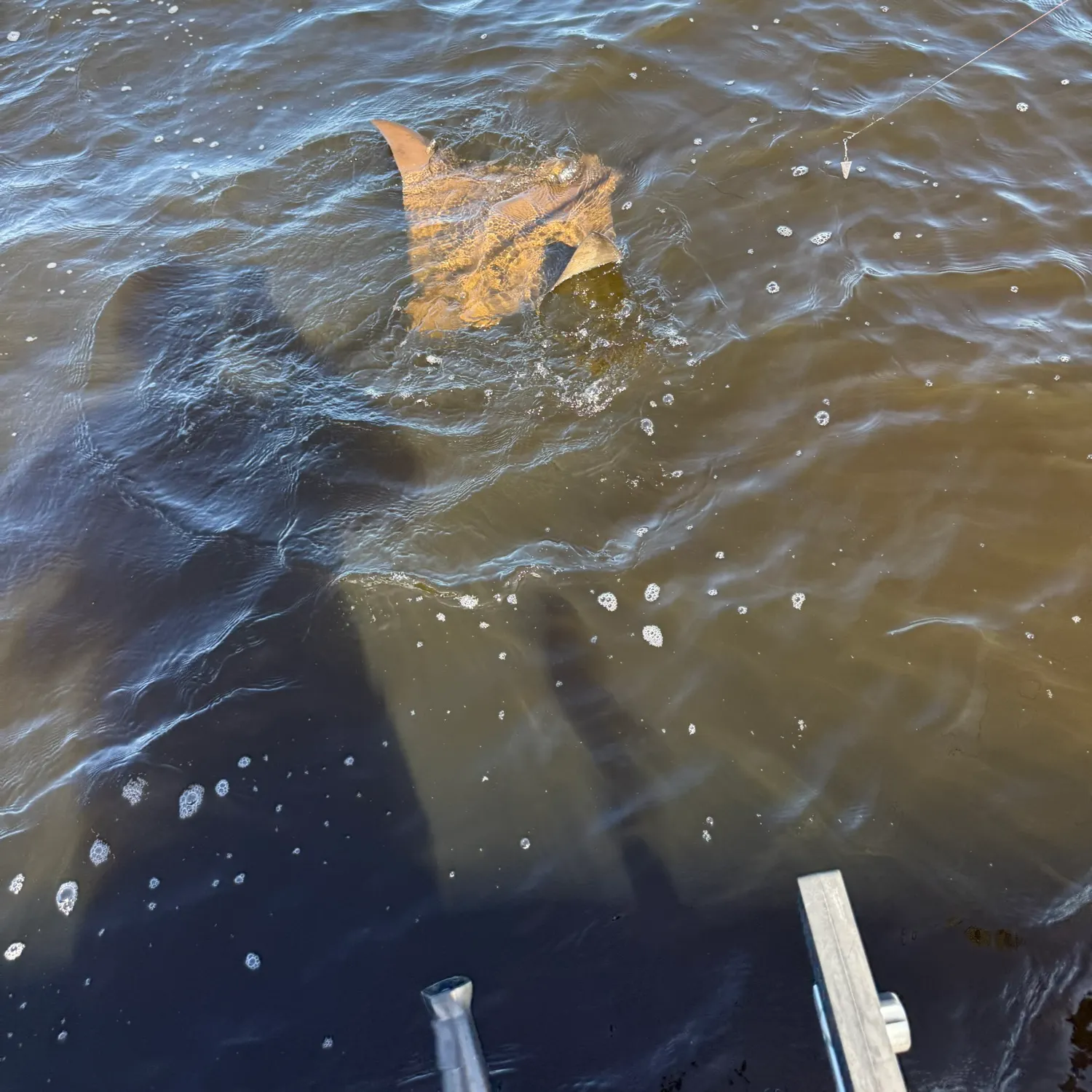 The most recent Short-tail stingray catches on Fishbrain