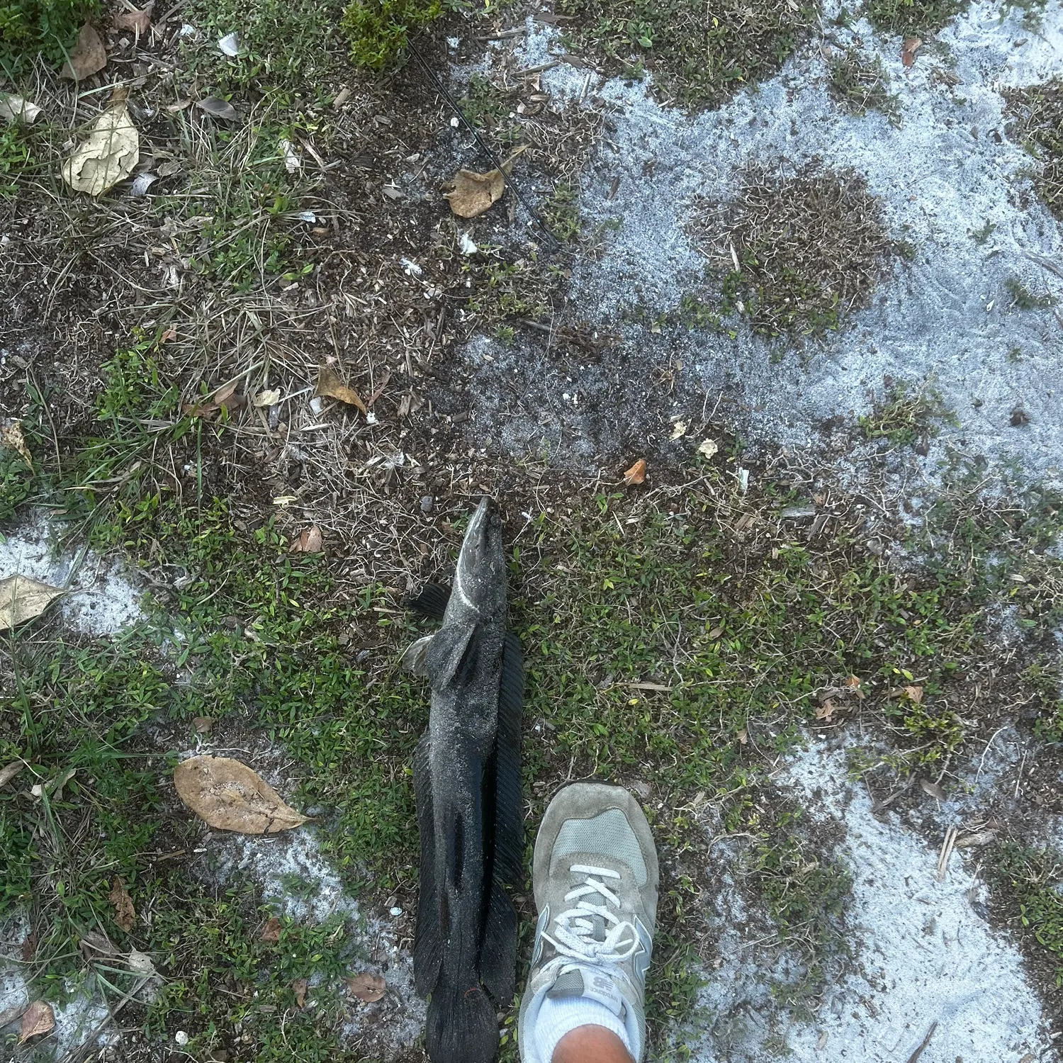 The most recent Bullseye snakehead catches on Fishbrain