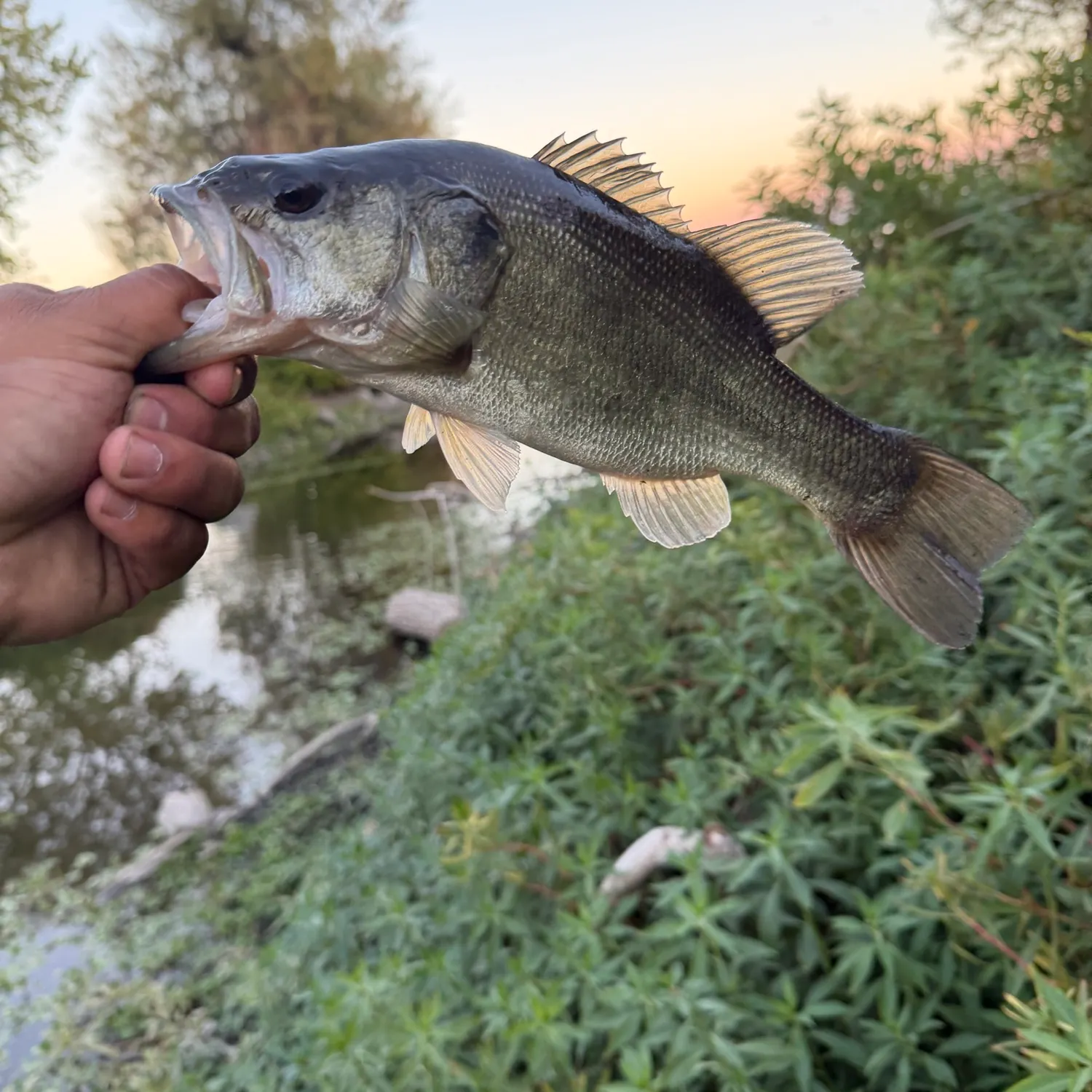 Largemouth bass caught on Fishbrain