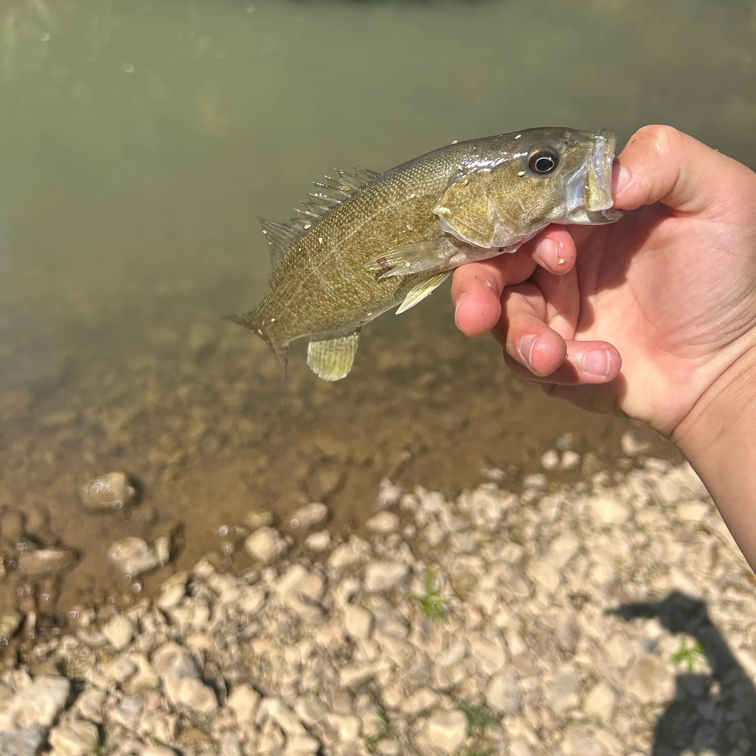 The most recent Neosho bass catches on Fishbrain