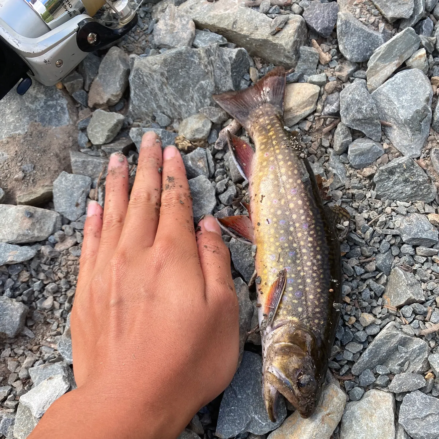 Brook trout caught on Fishbrain