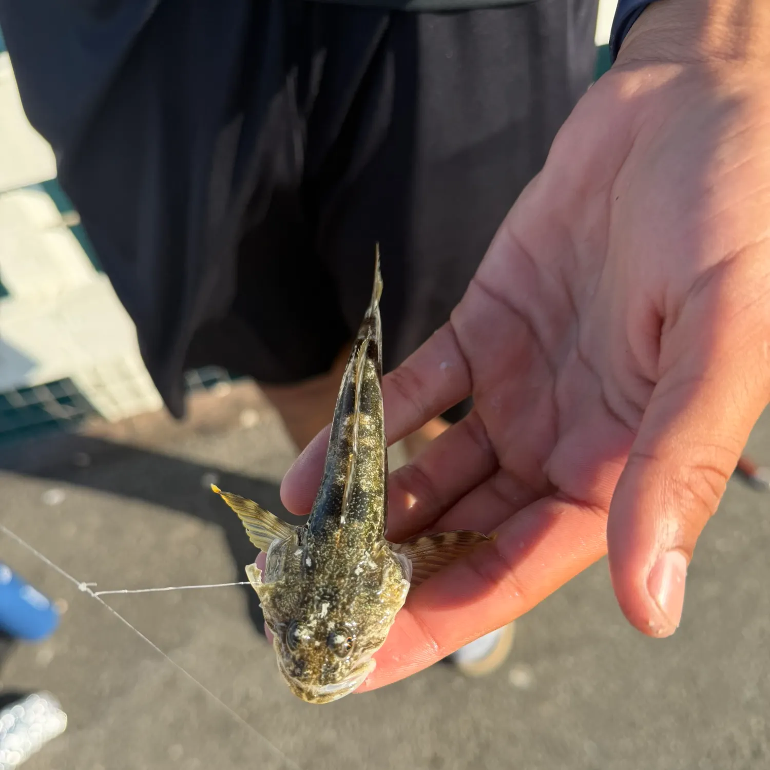 The most recent Pacific staghorn sculpin catches on Fishbrain