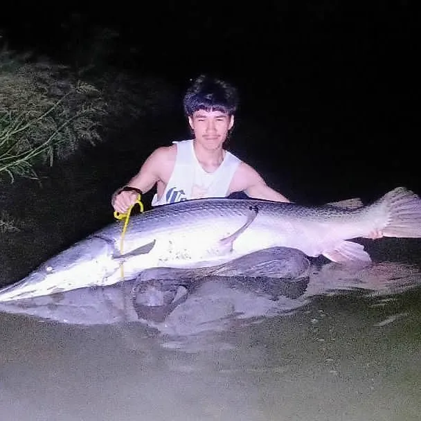 Alligator gar caught on Fishbrain