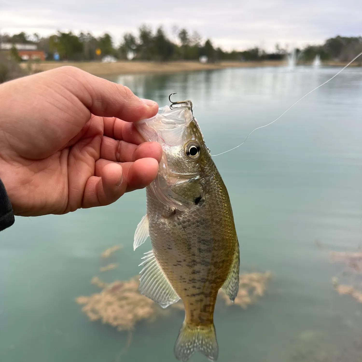 The most recent White crappie catches on Fishbrain