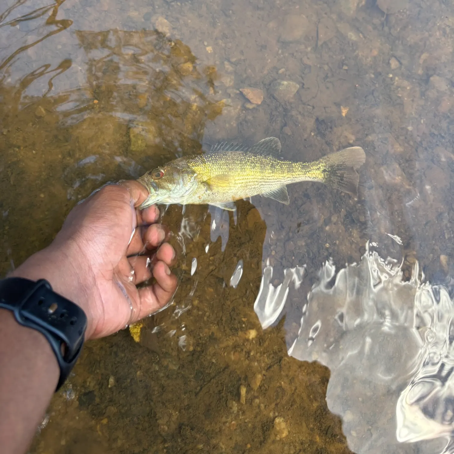 The most recent Tallapoosa bass catches on Fishbrain