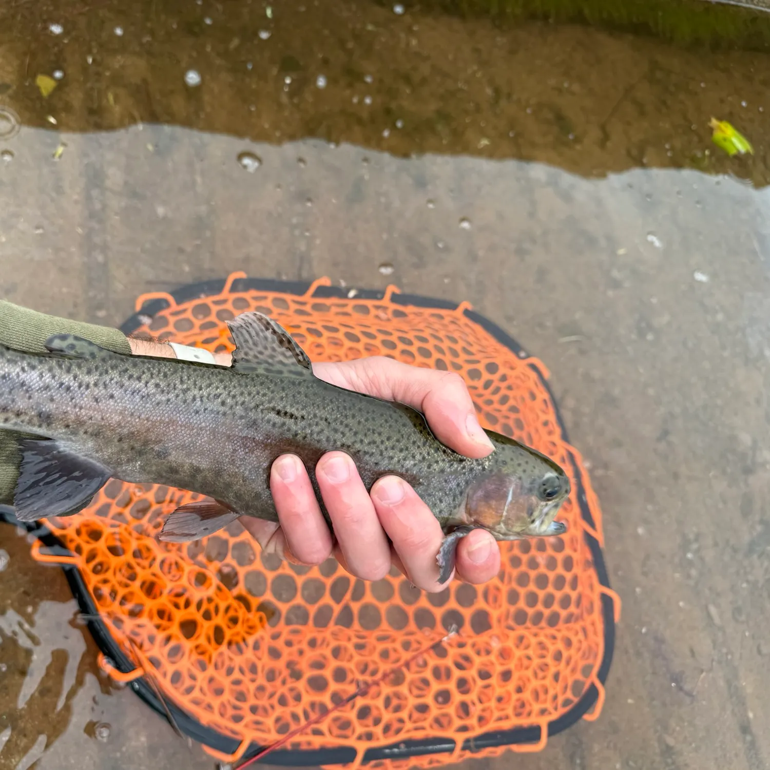 Rainbow trout caught on Fishbrain