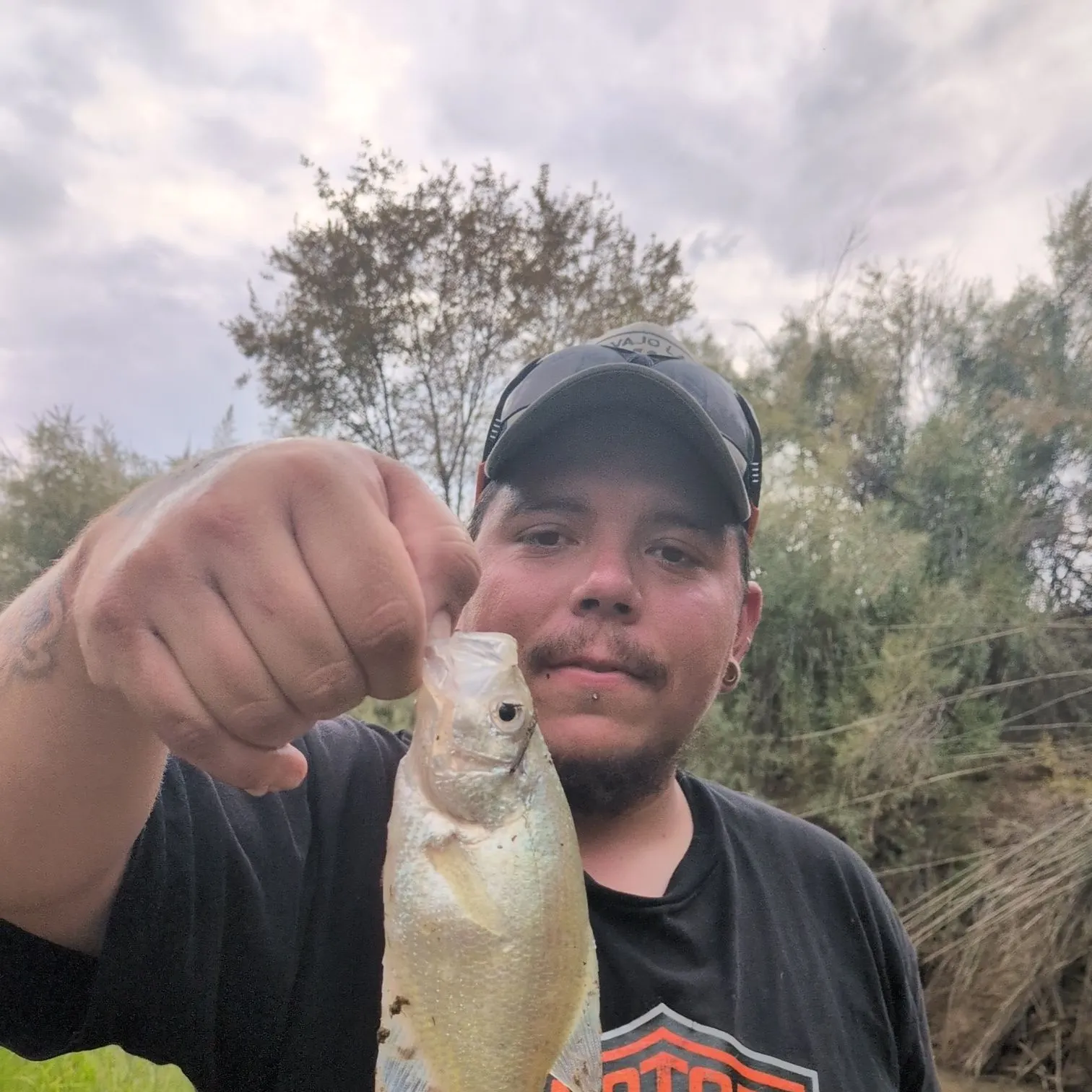 White bass caught on Fishbrain