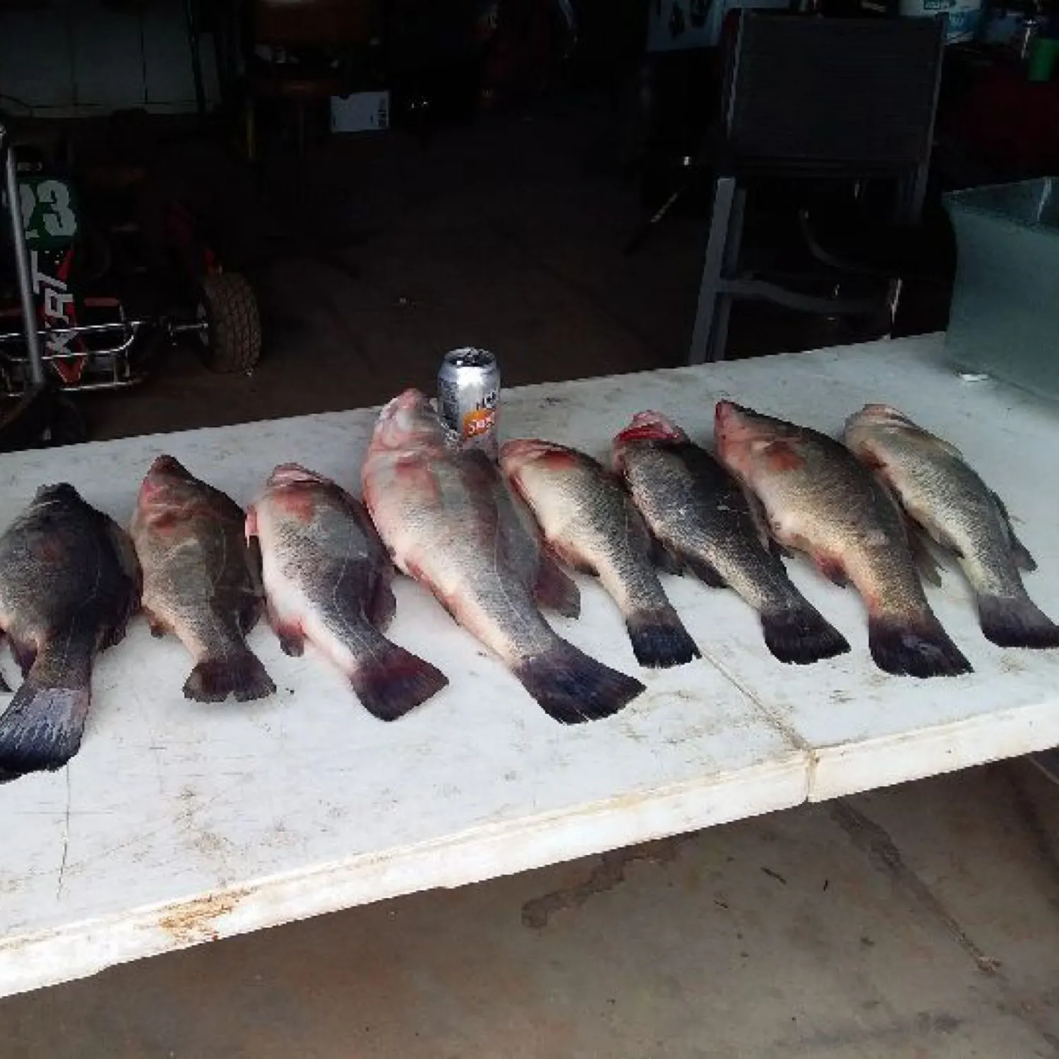 recently logged catches