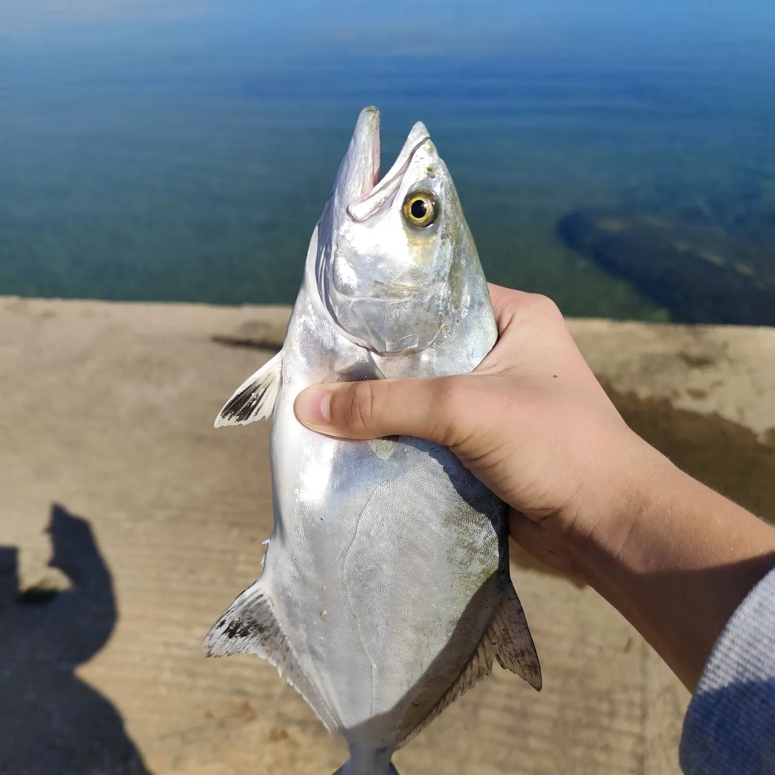 Leerfish caught on Fishbrain