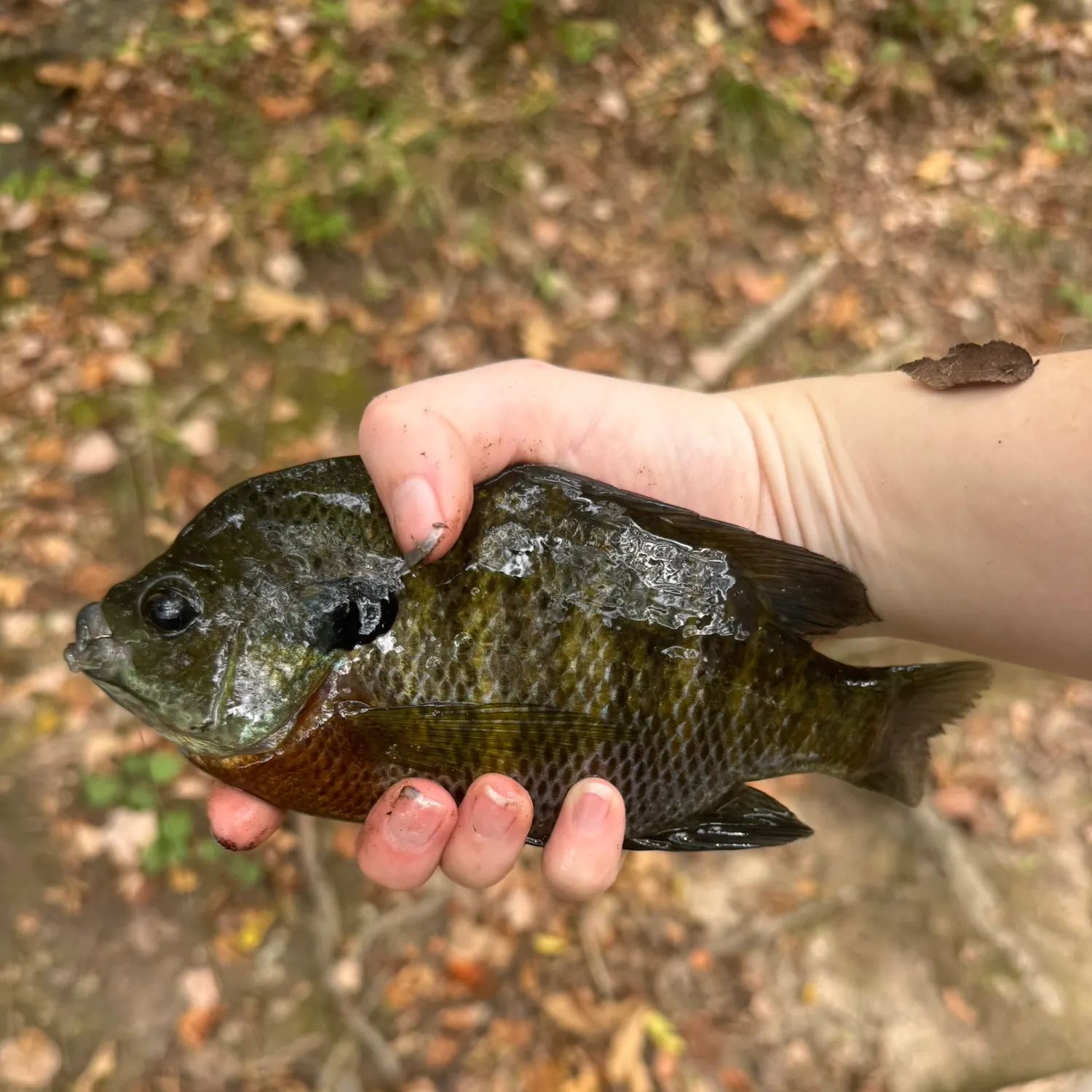 Bluegill caught on Fishbrain