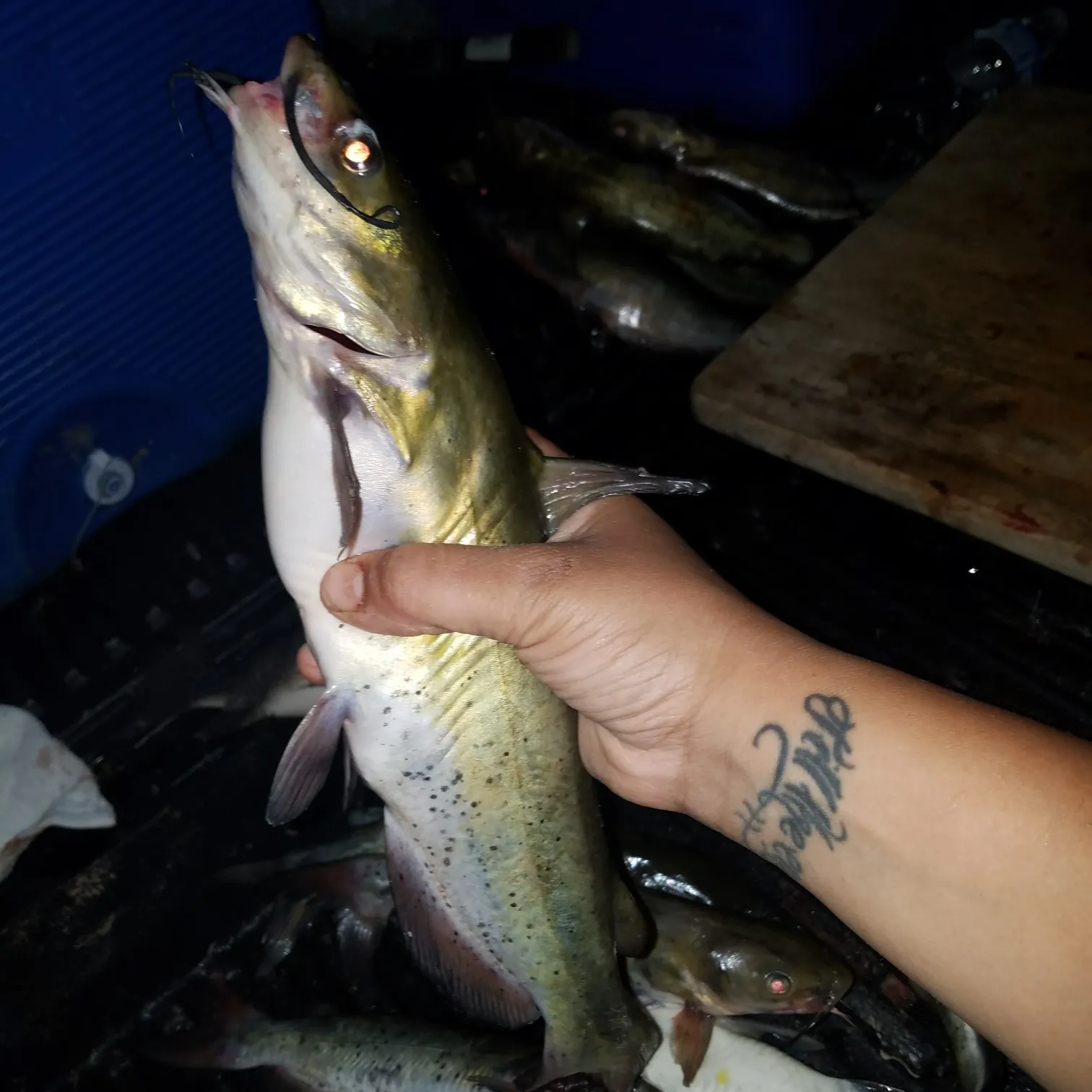 recently logged catches