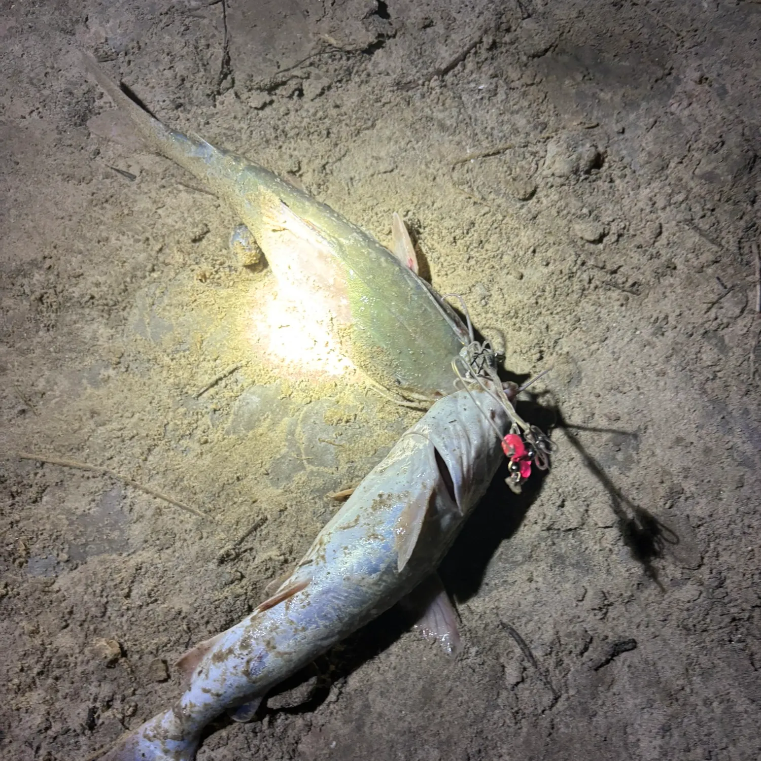 Fish caught on Fishbrain