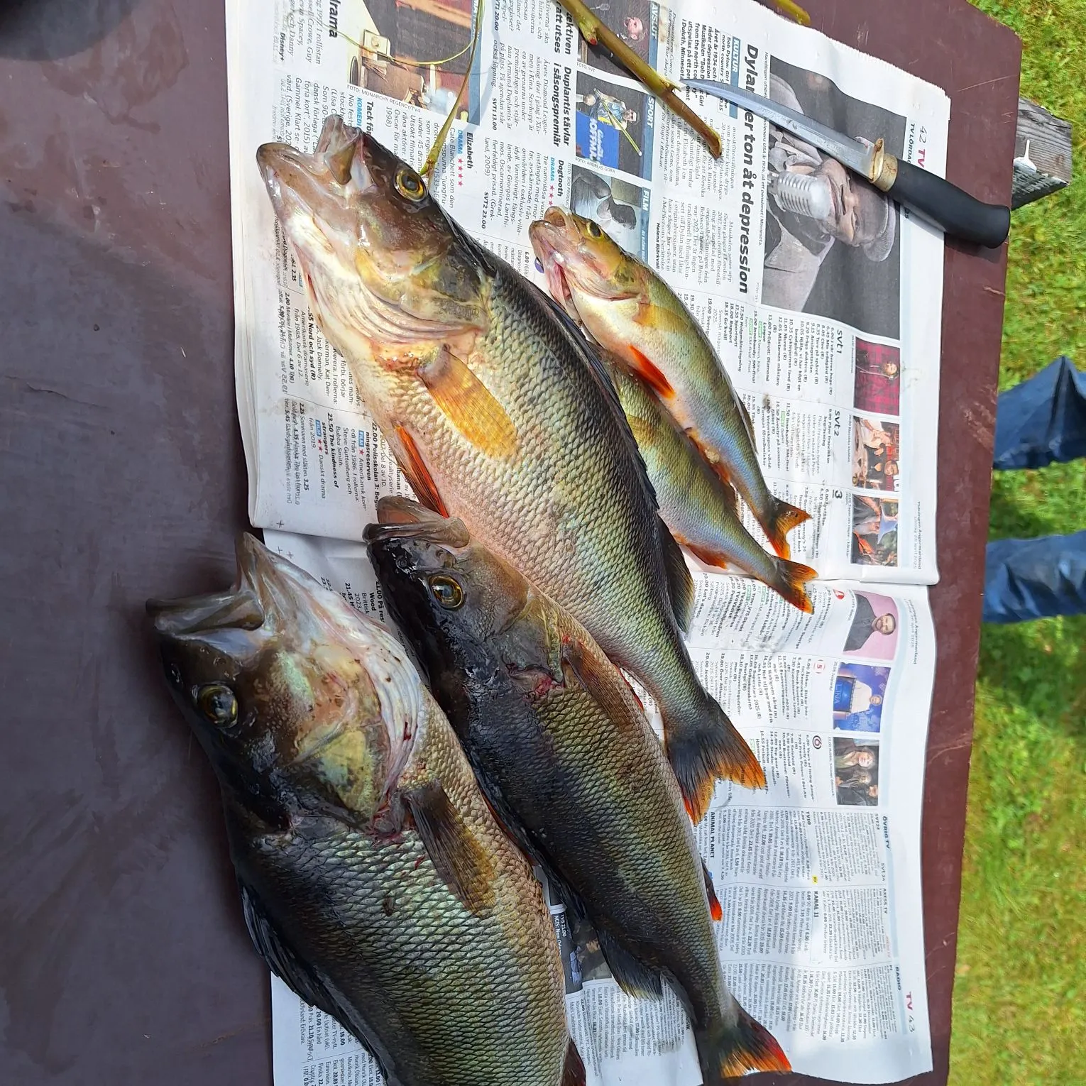 recently logged catches