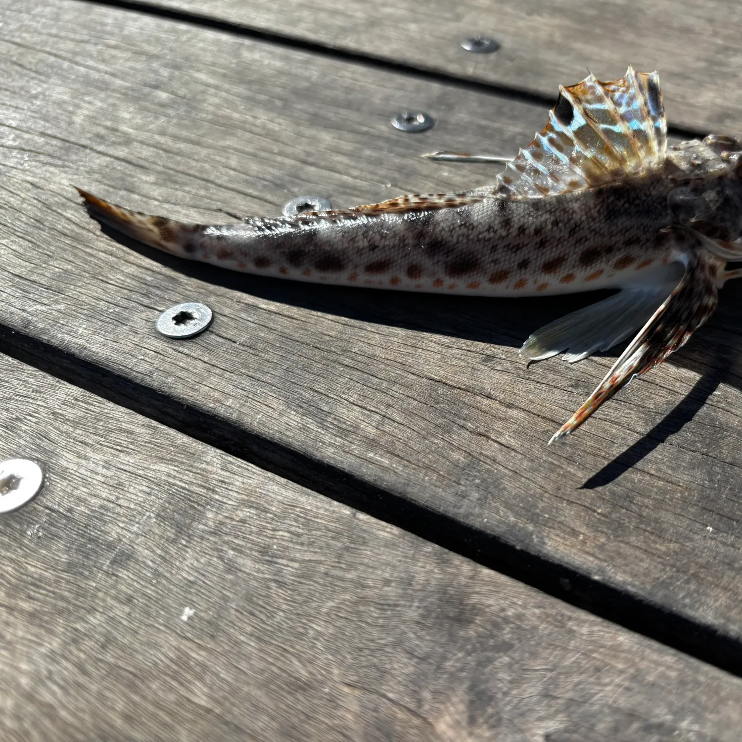 The most recent Striped searobin catches on Fishbrain