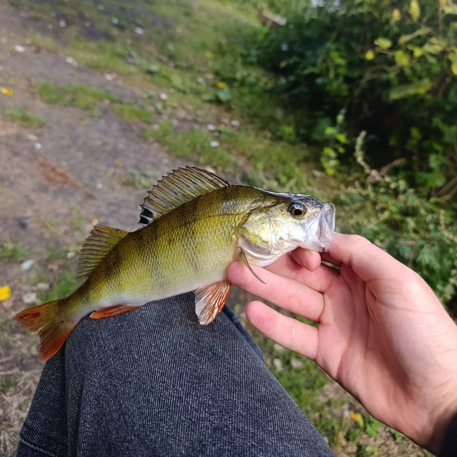 European perch caught on Fishbrain
