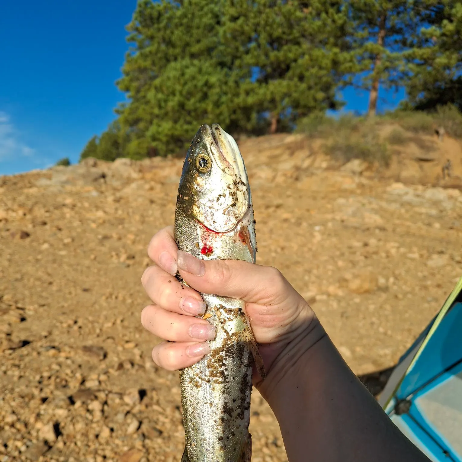 Rainbow trout caught on Fishbrain