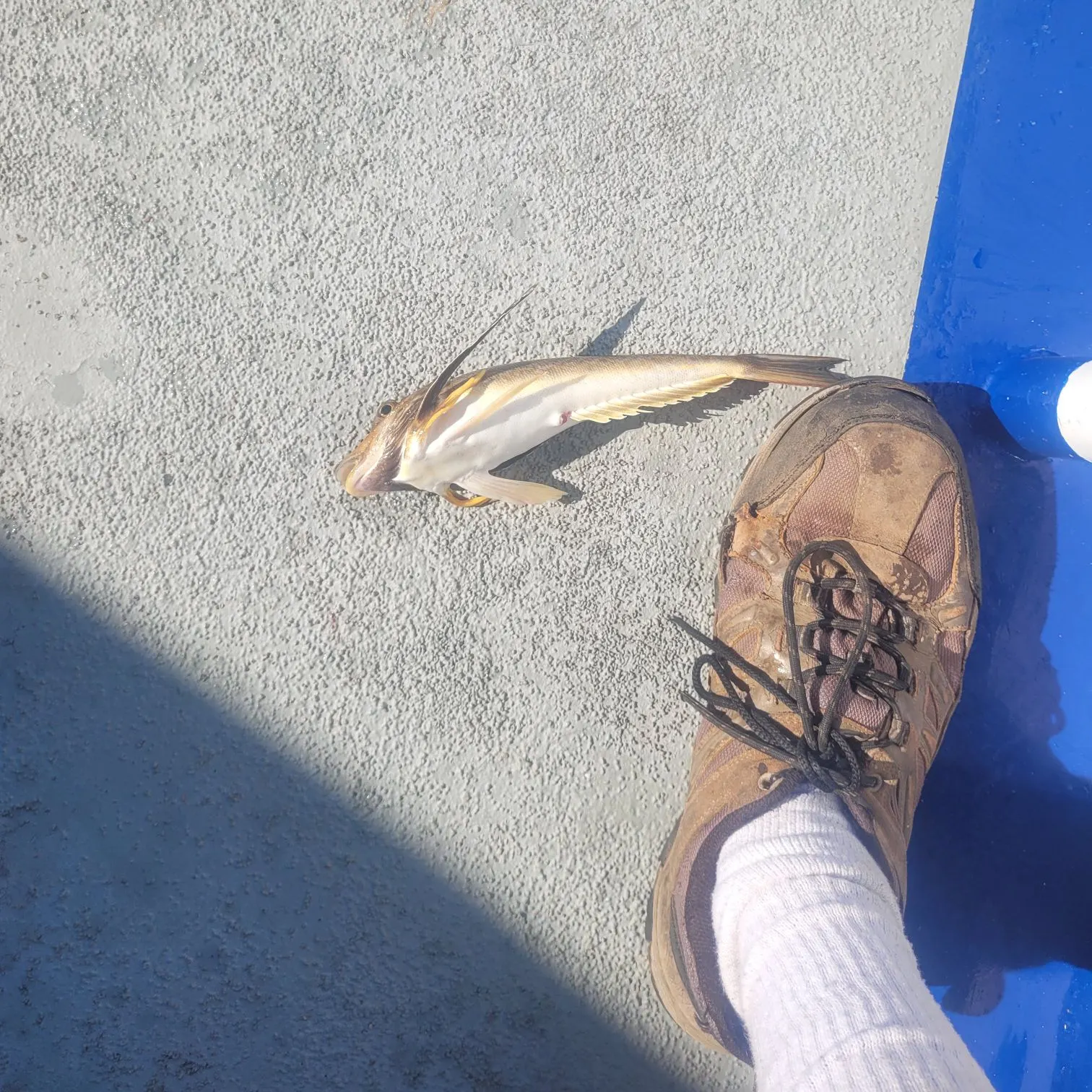 Striped searobin caught on Fishbrain