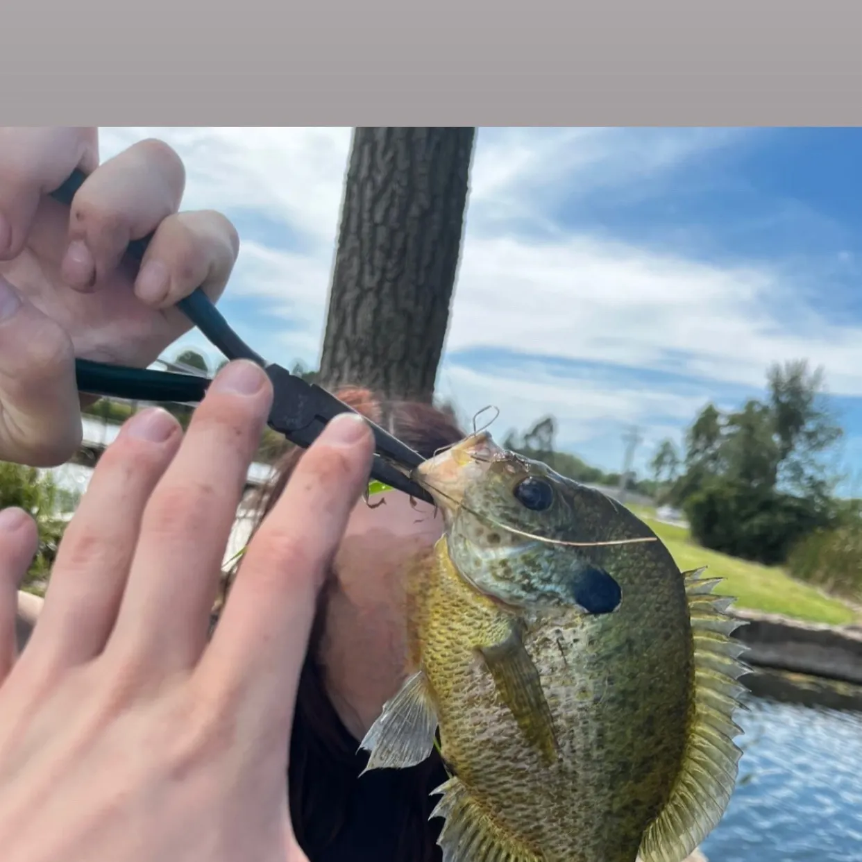 Bluegill caught on Fishbrain