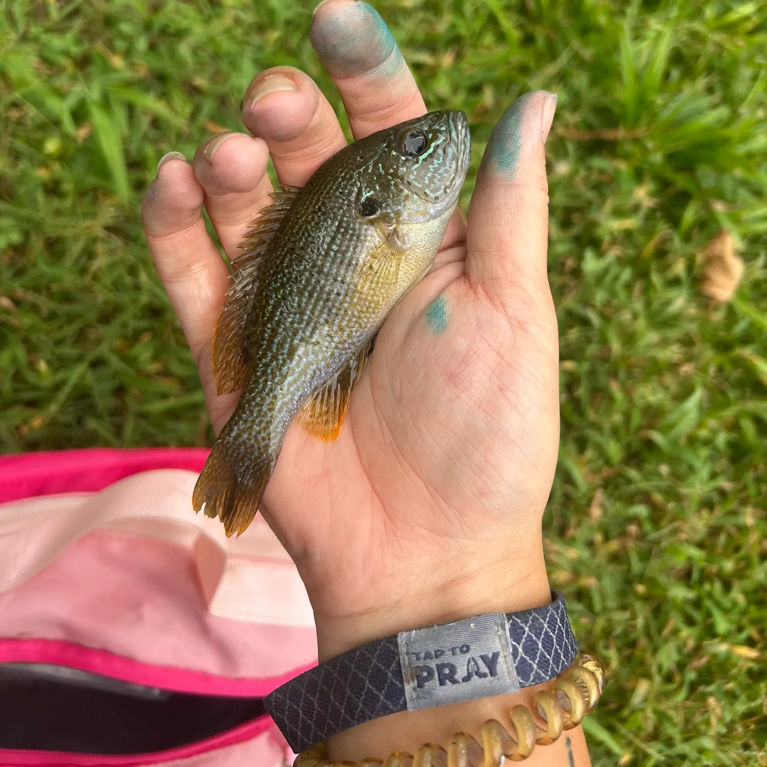Green sunfish caught on Fishbrain