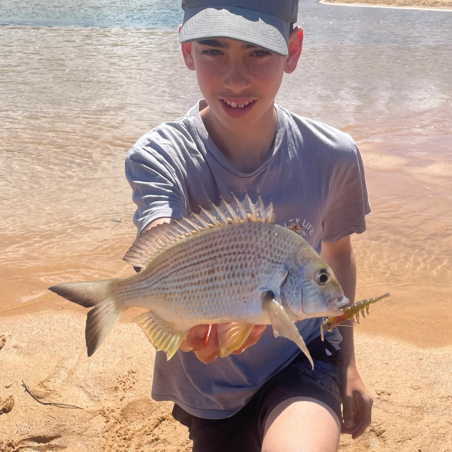 Surf bream caught on Fishbrain