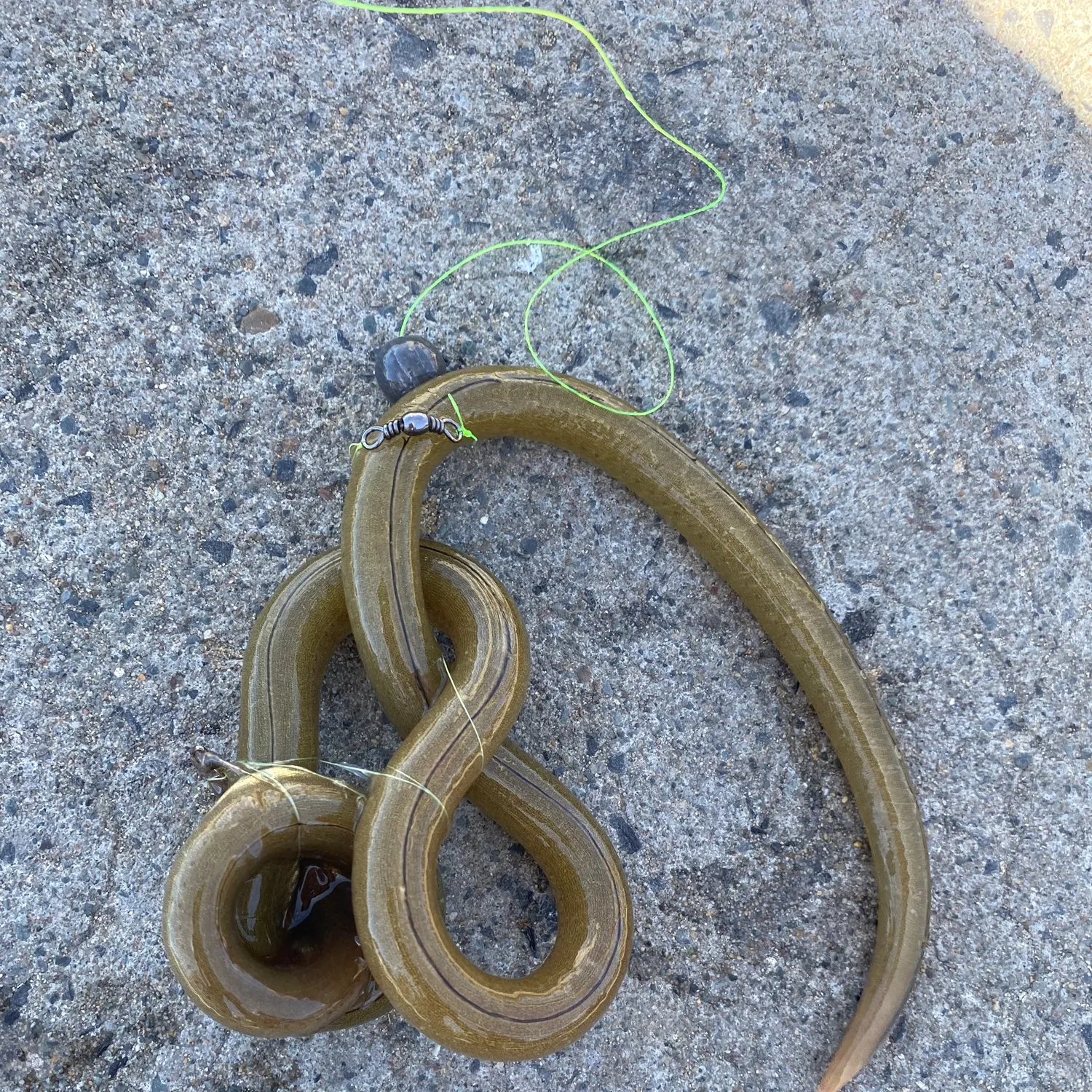 The most recent Shortfin eel catches on Fishbrain