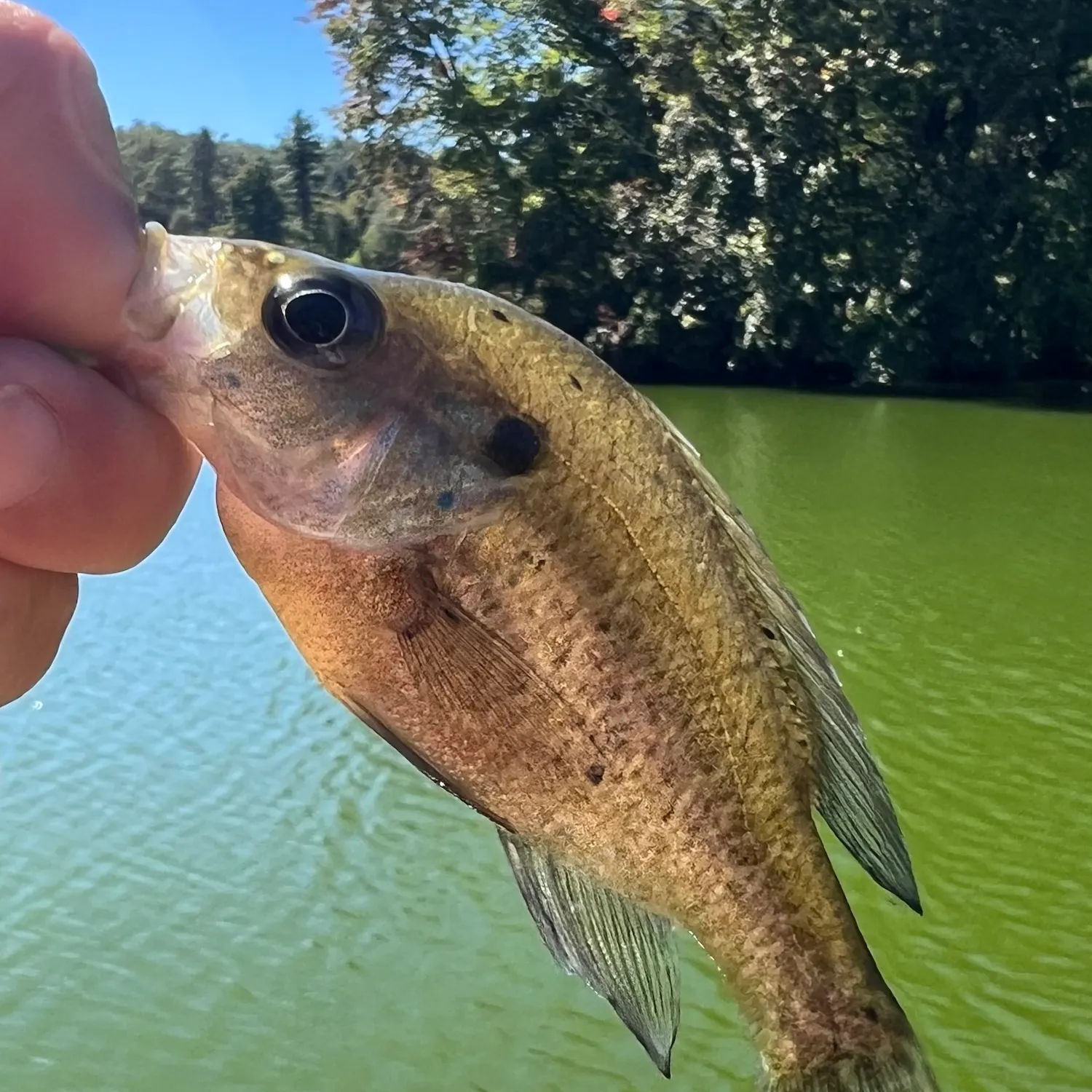 Greengill hybrid caught on Fishbrain