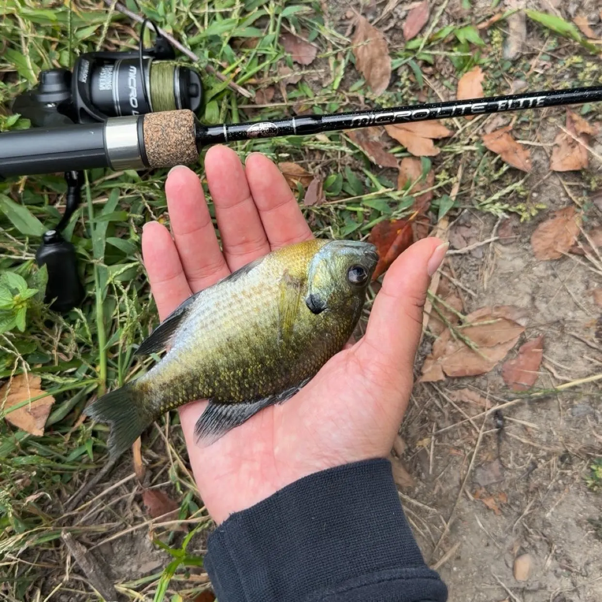 Bluegill caught on Fishbrain