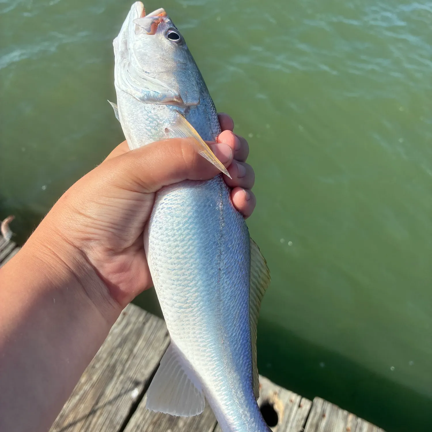 The most recent Sand seatrout catches on Fishbrain