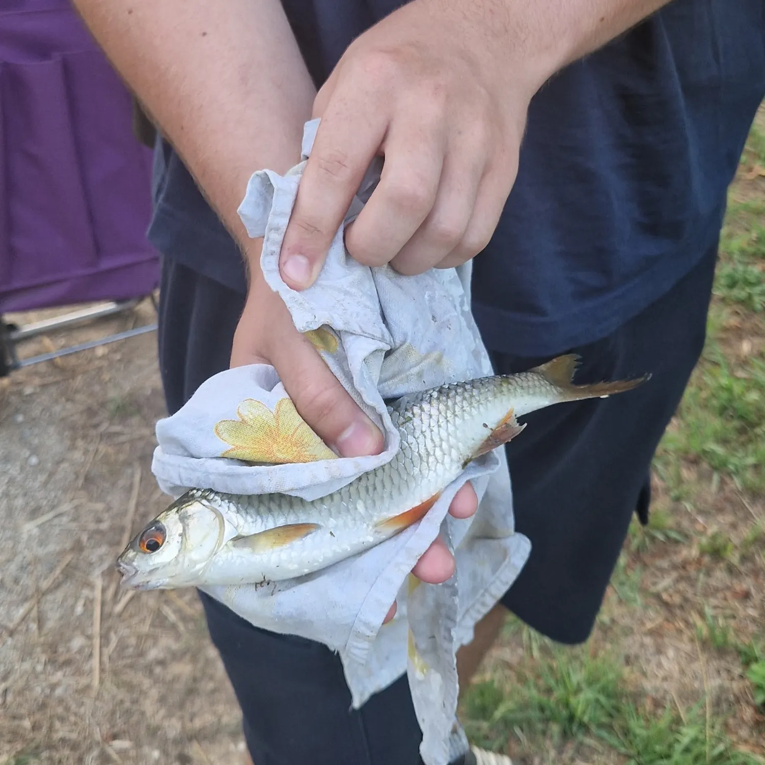 Common roach caught on Fishbrain