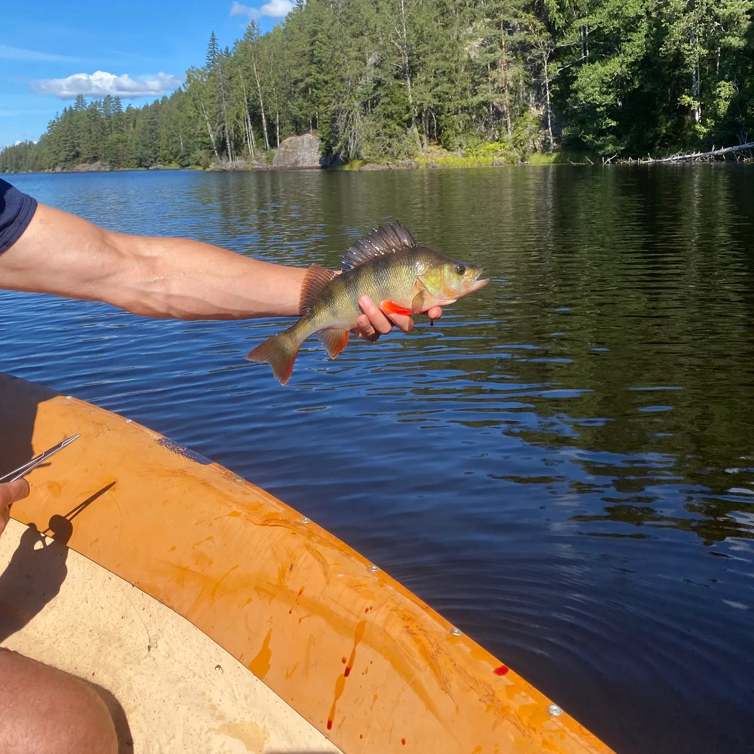 European perch caught on Fishbrain