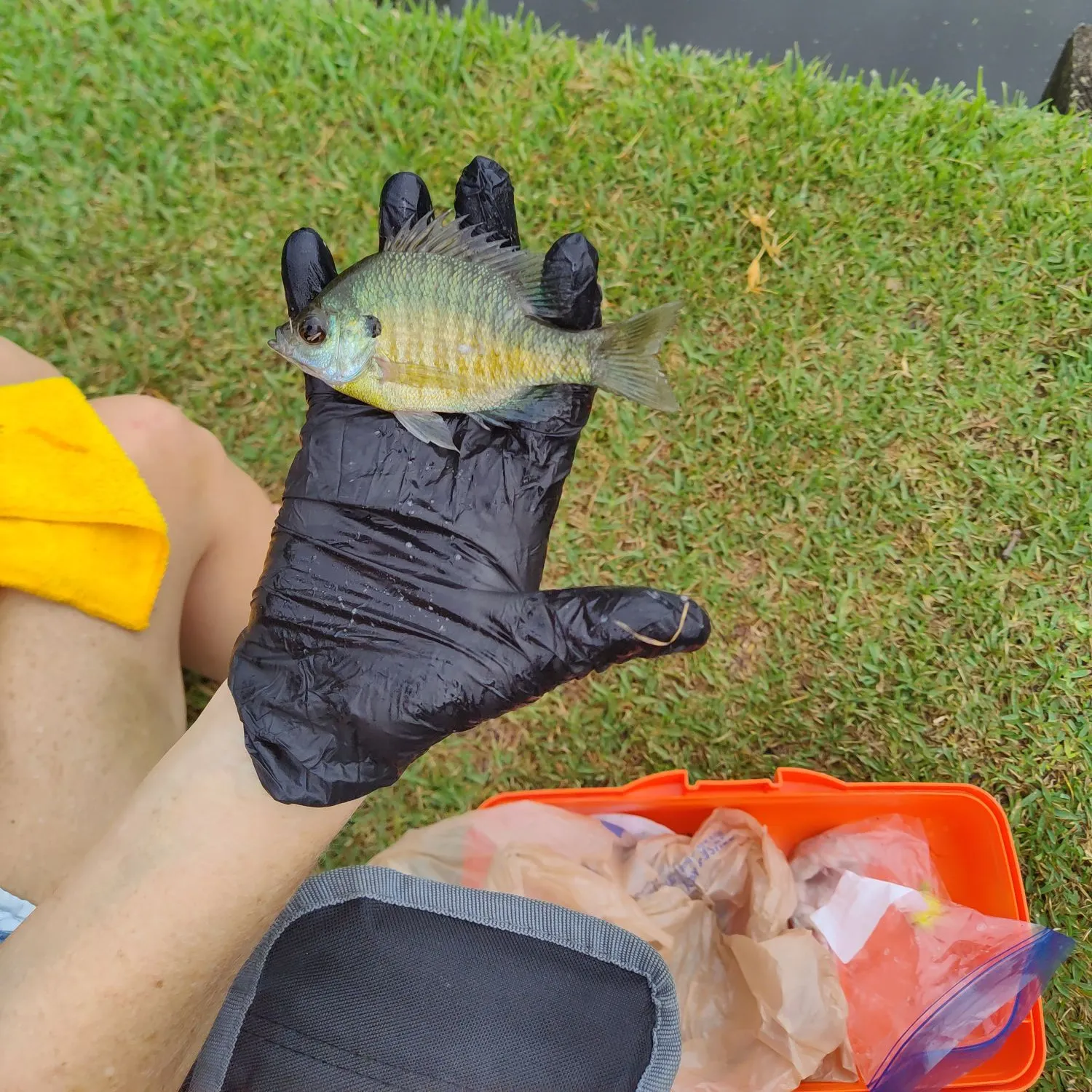 catch