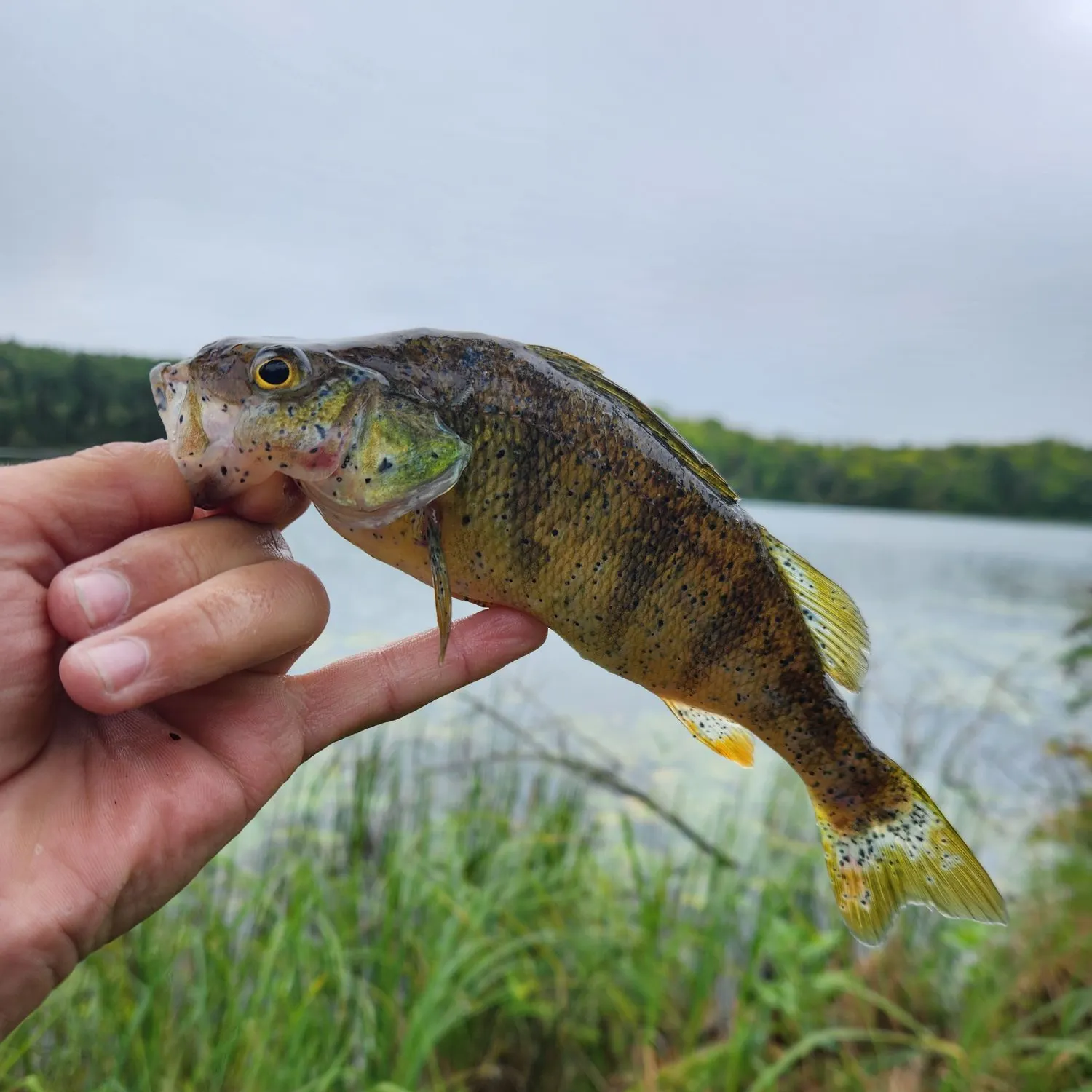 Yellow perch caught on Fishbrain