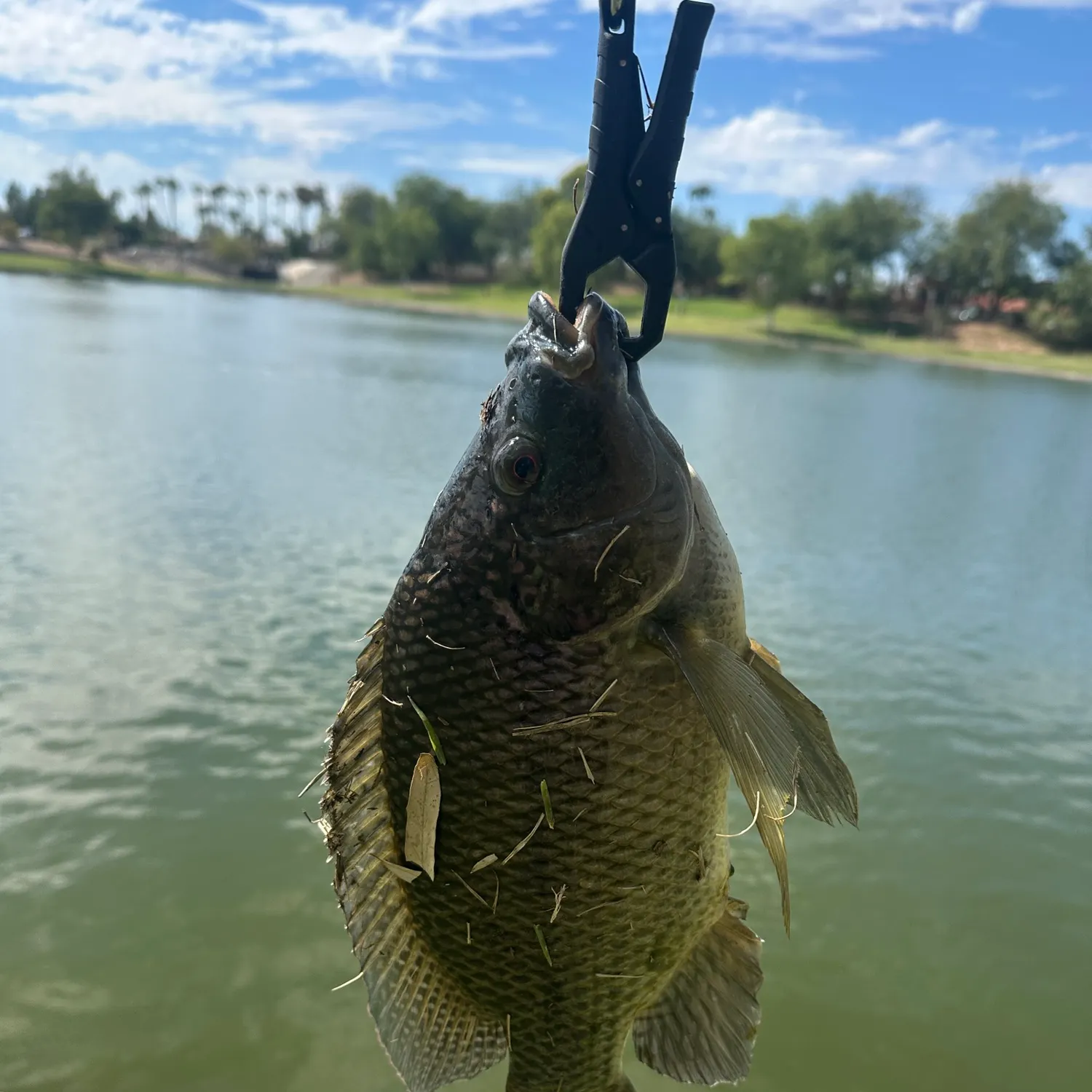 Blue tilapia caught on Fishbrain