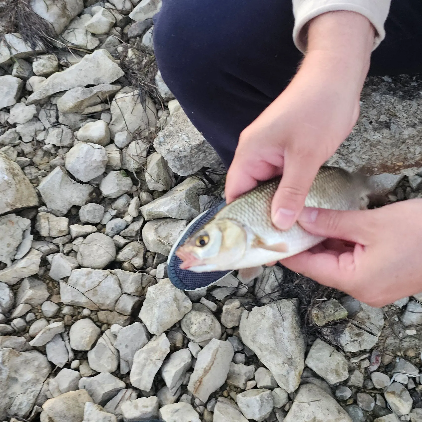 Ide caught on Fishbrain