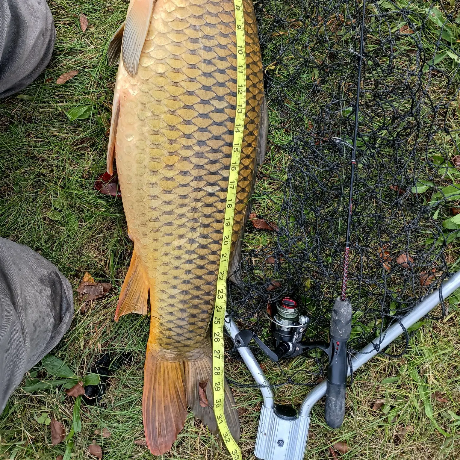 Common carp caught on Fishbrain