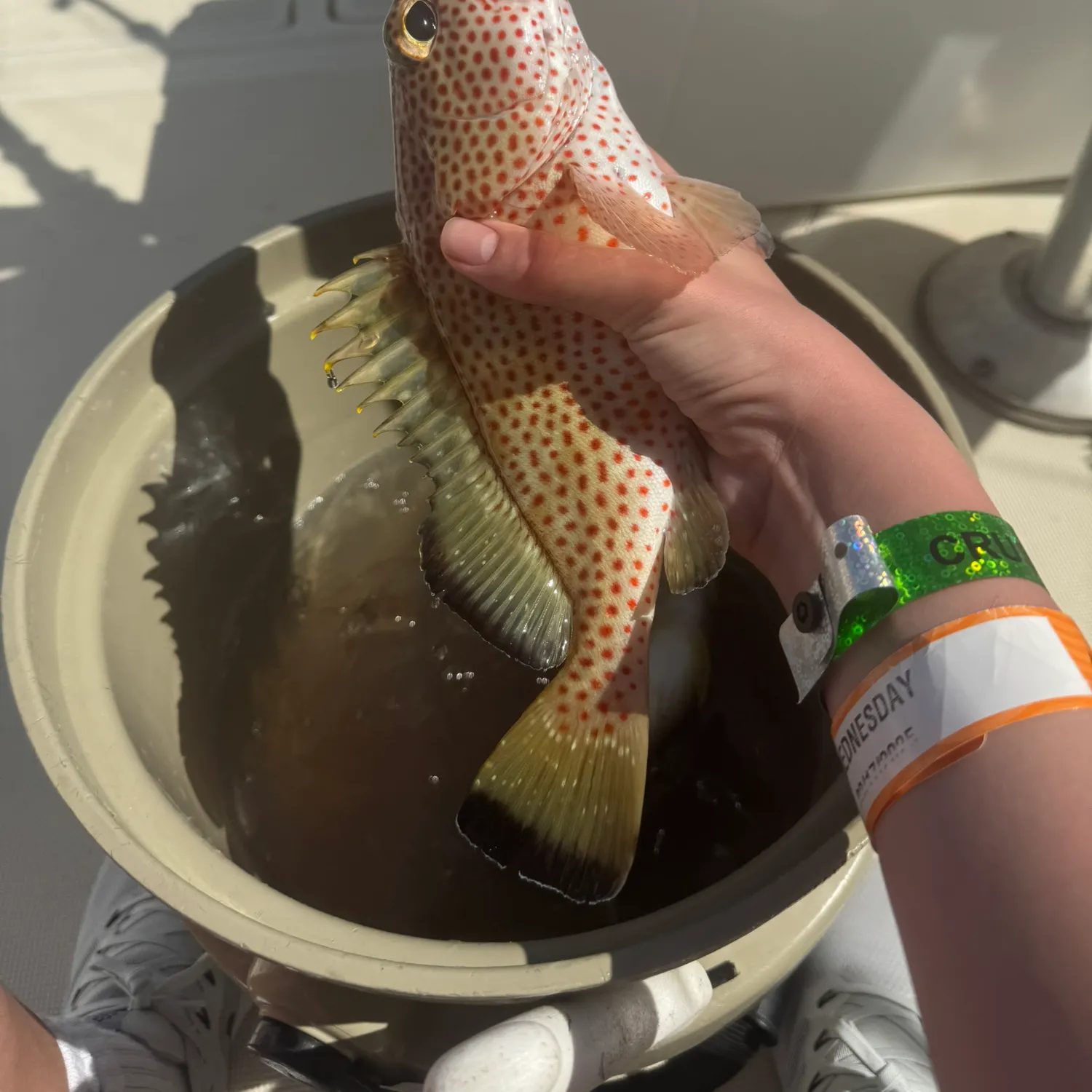 most liked catch image