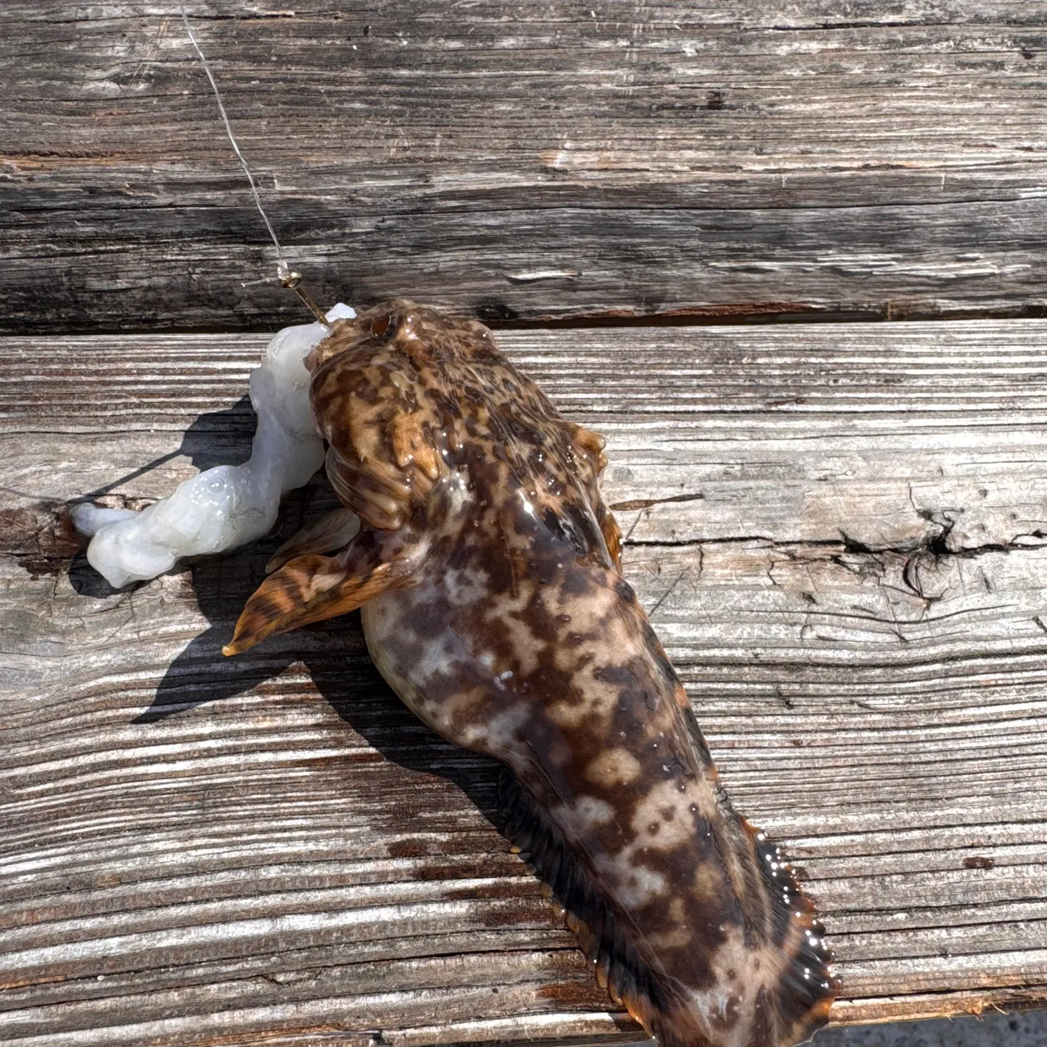 The most recent Oyster toadfish catches on Fishbrain