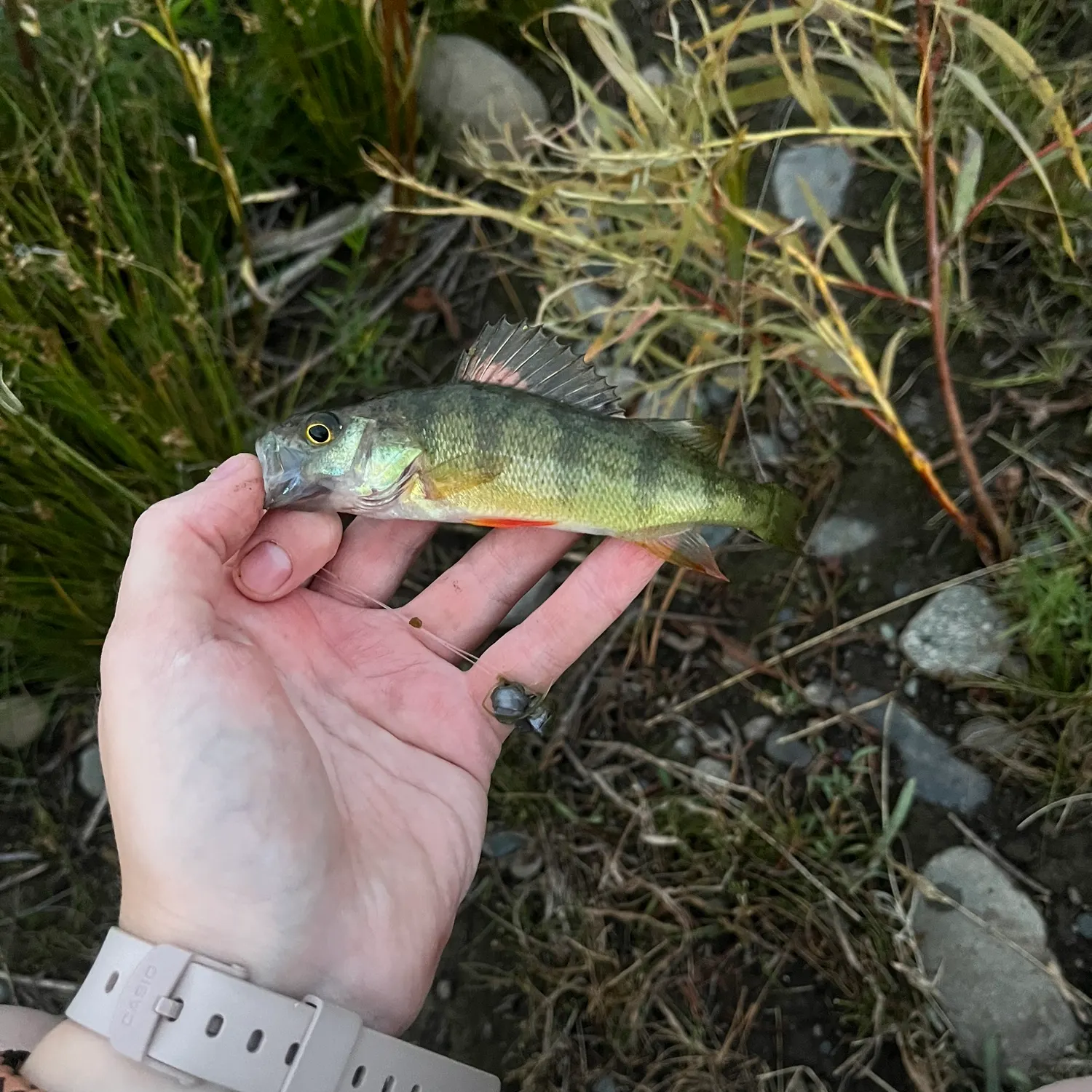 Yellow perch caught on Fishbrain