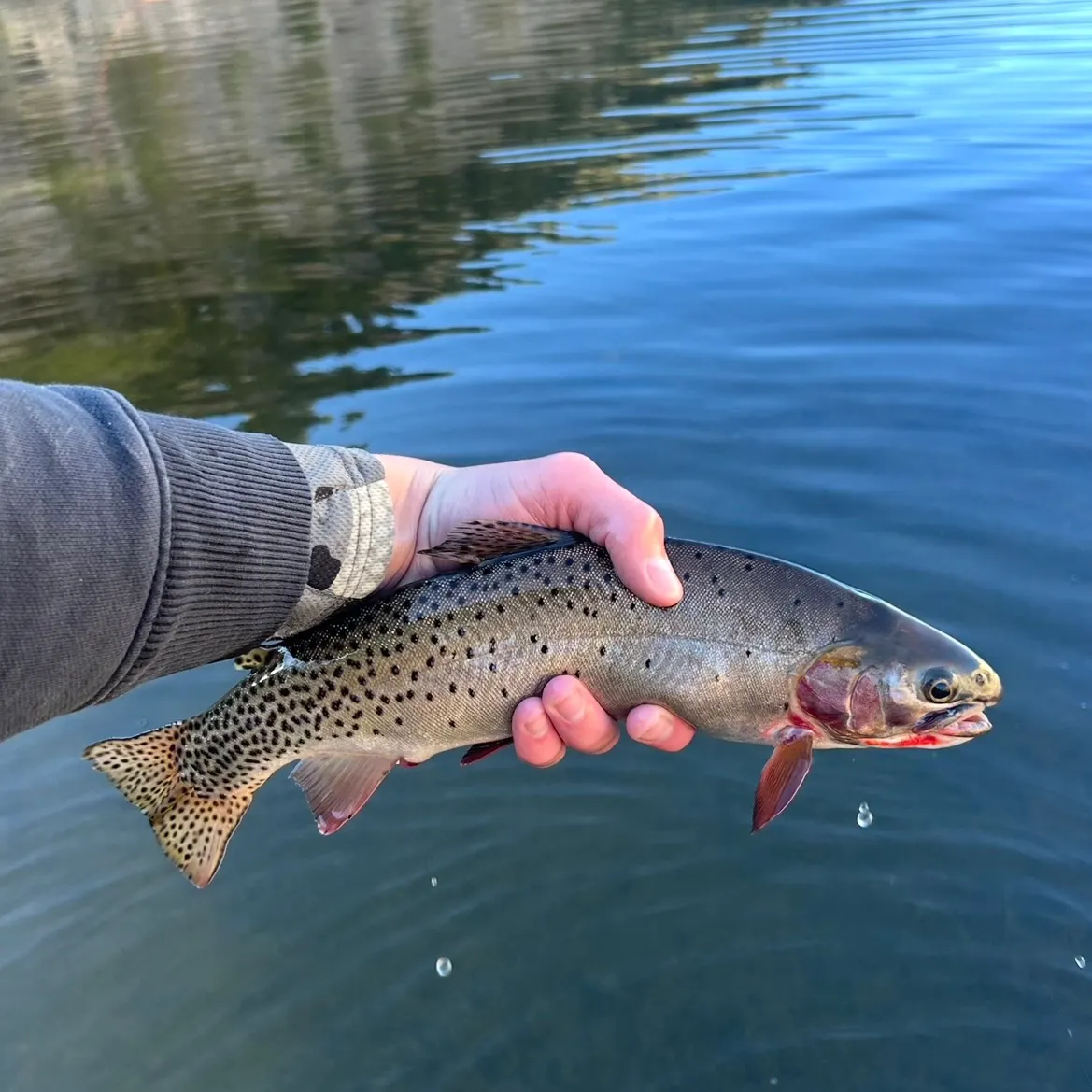 The most recent Colorado river cutthroat trout catches on Fishbrain