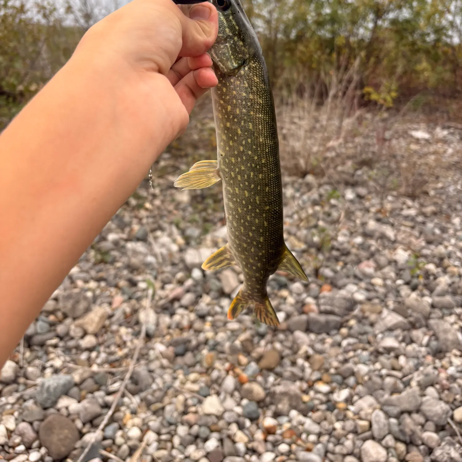 Northern pike caught on Fishbrain